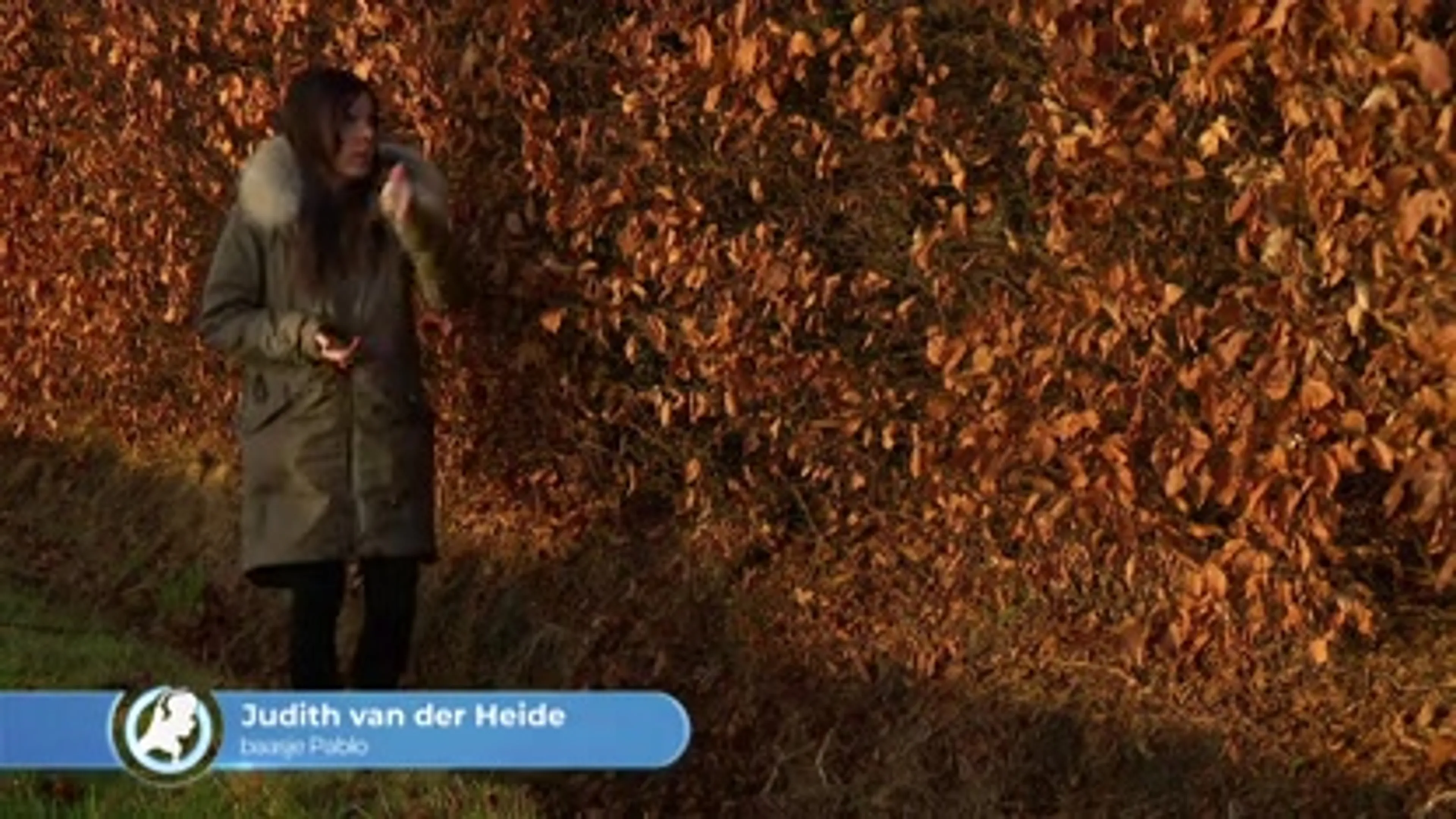 Over hek gegooid vuurwerk jaagt hond Pablo de dood in
