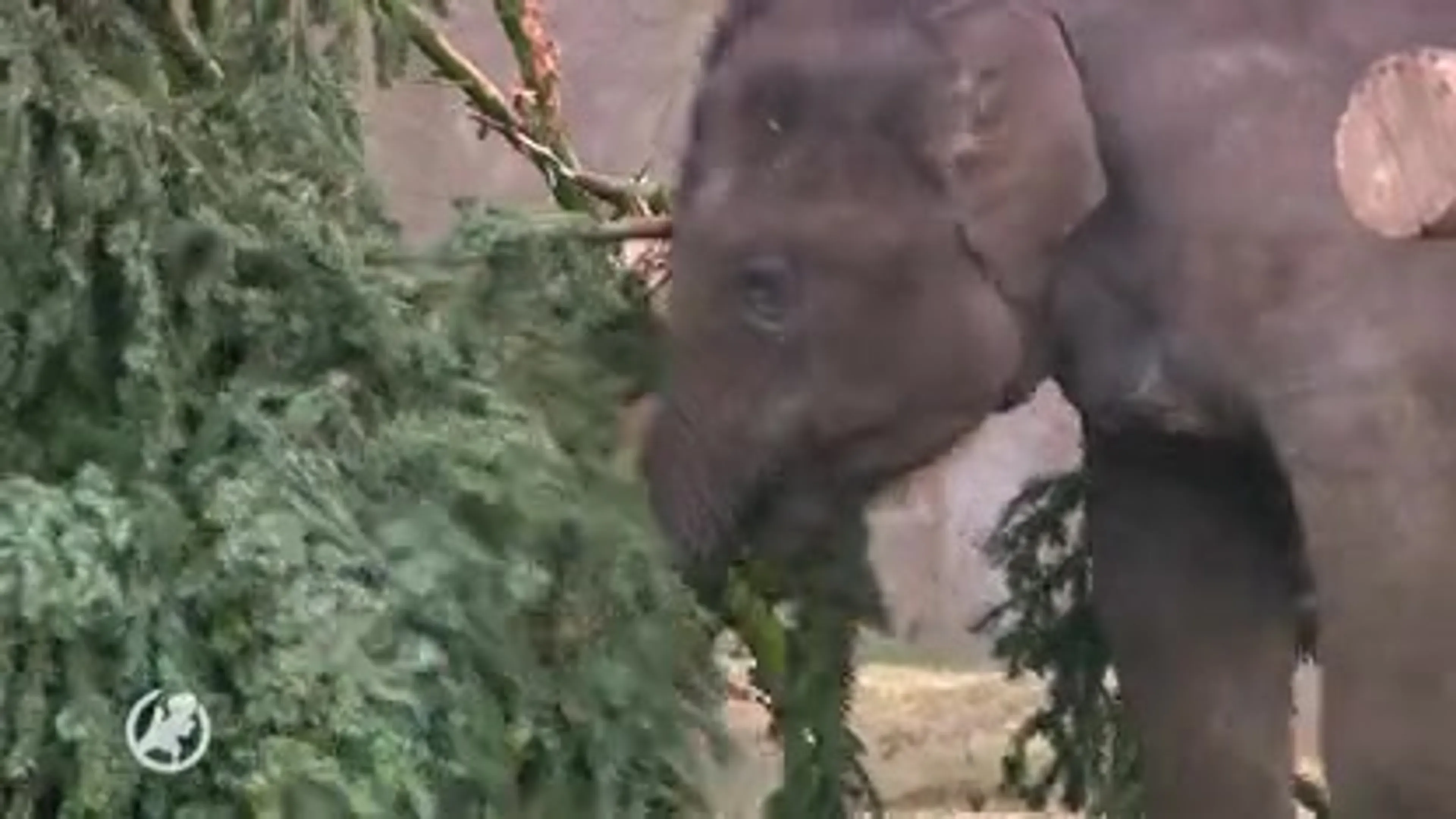 Olifanten Artis vieren nu pas kerst, maar genieten enorm