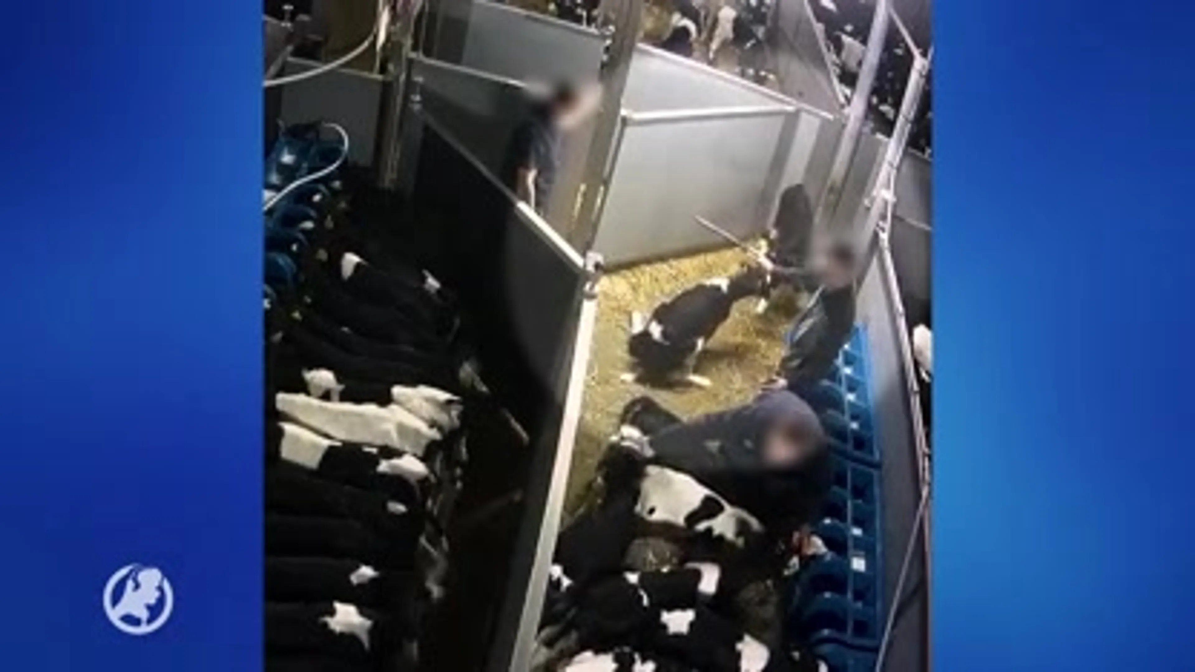 Ierse kalveren onderweg naar Nederland zwaar mishandeld