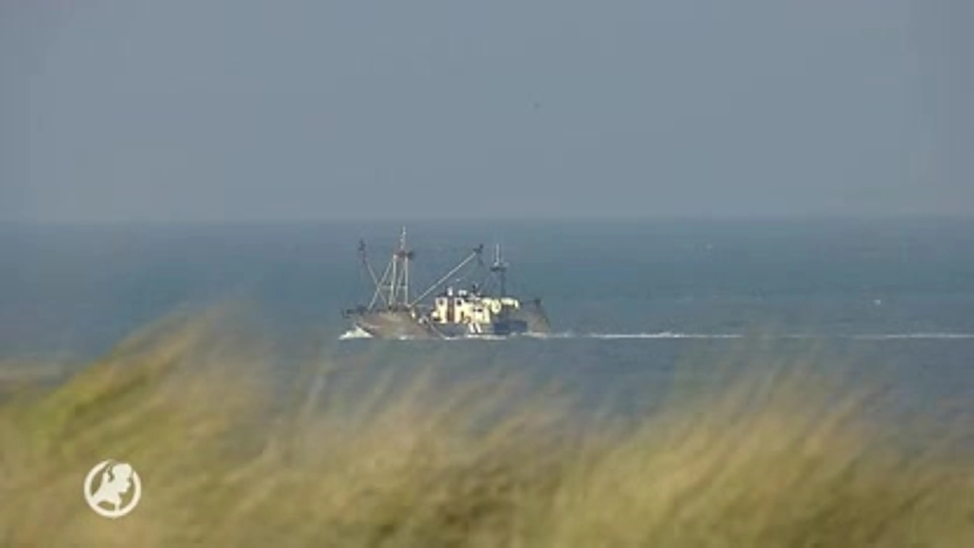 Grote zorgen na massale sterfte onder zeekoeten