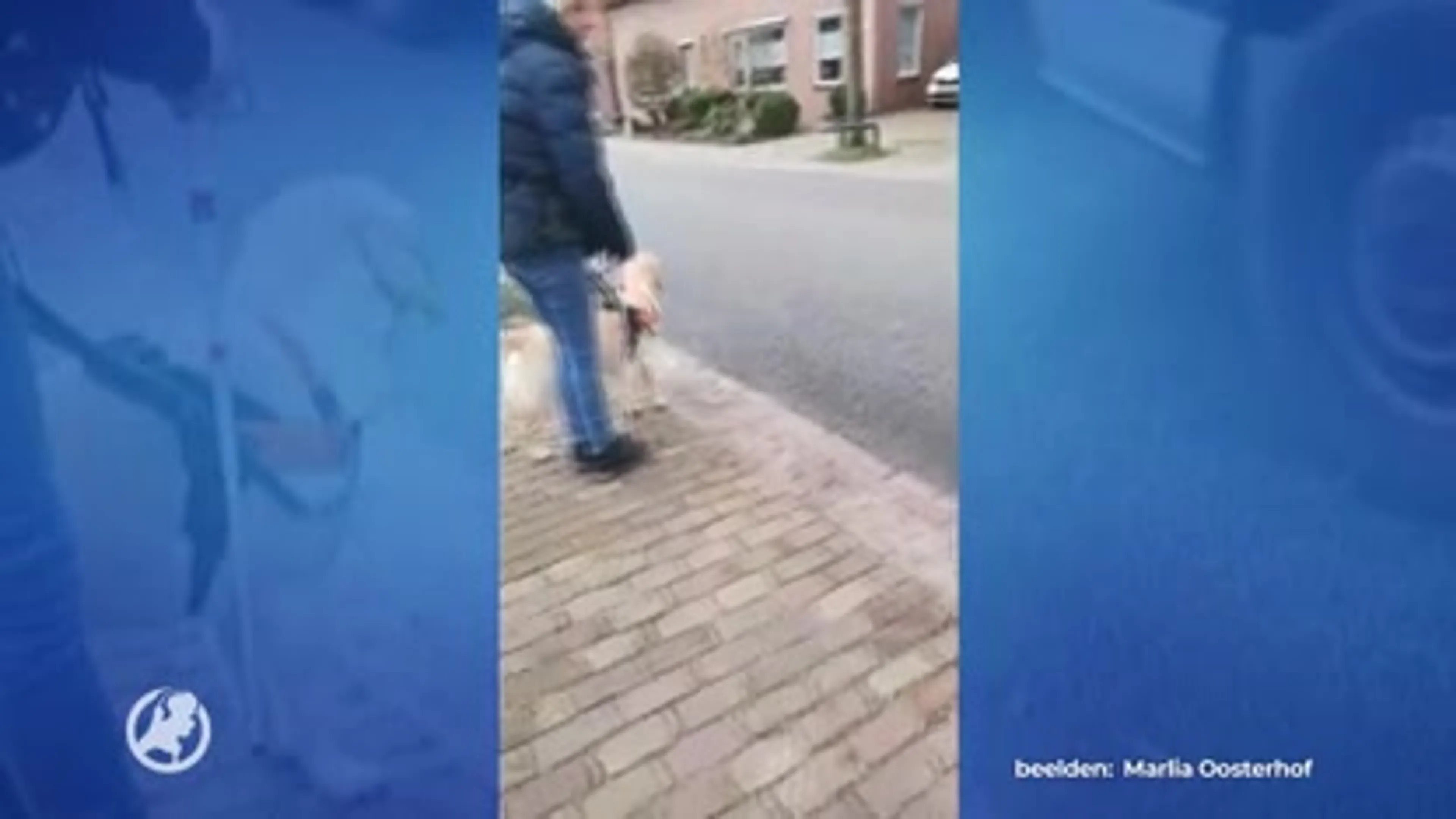 Auto's stoppen niet voor vrouw met blindenstok