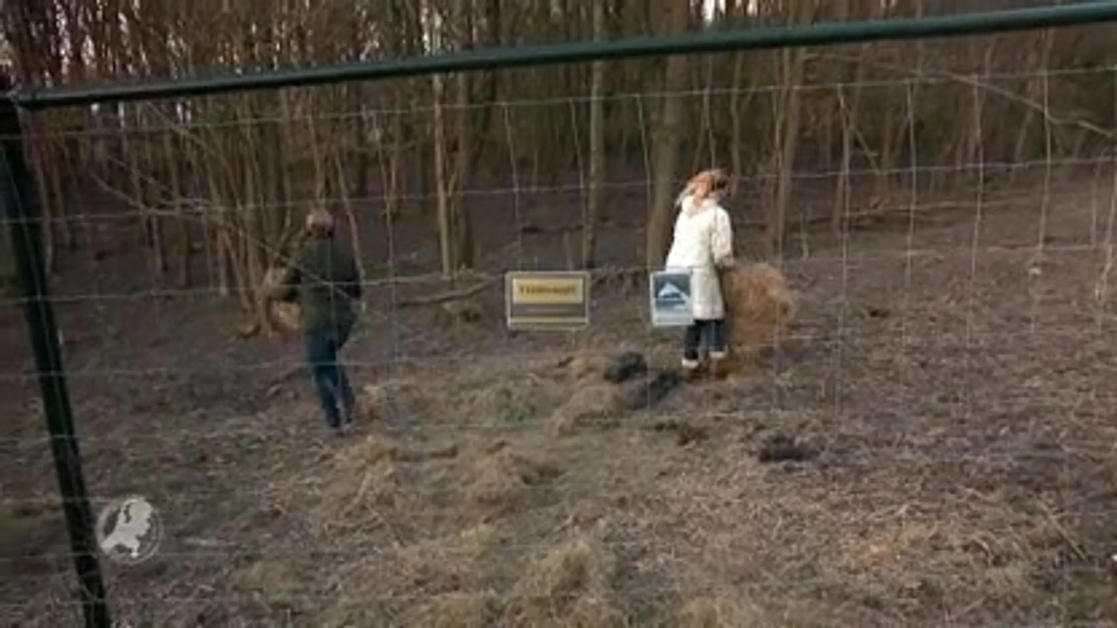 Provincie mag 1.800 herten afschieten in Oostvaardersplassen