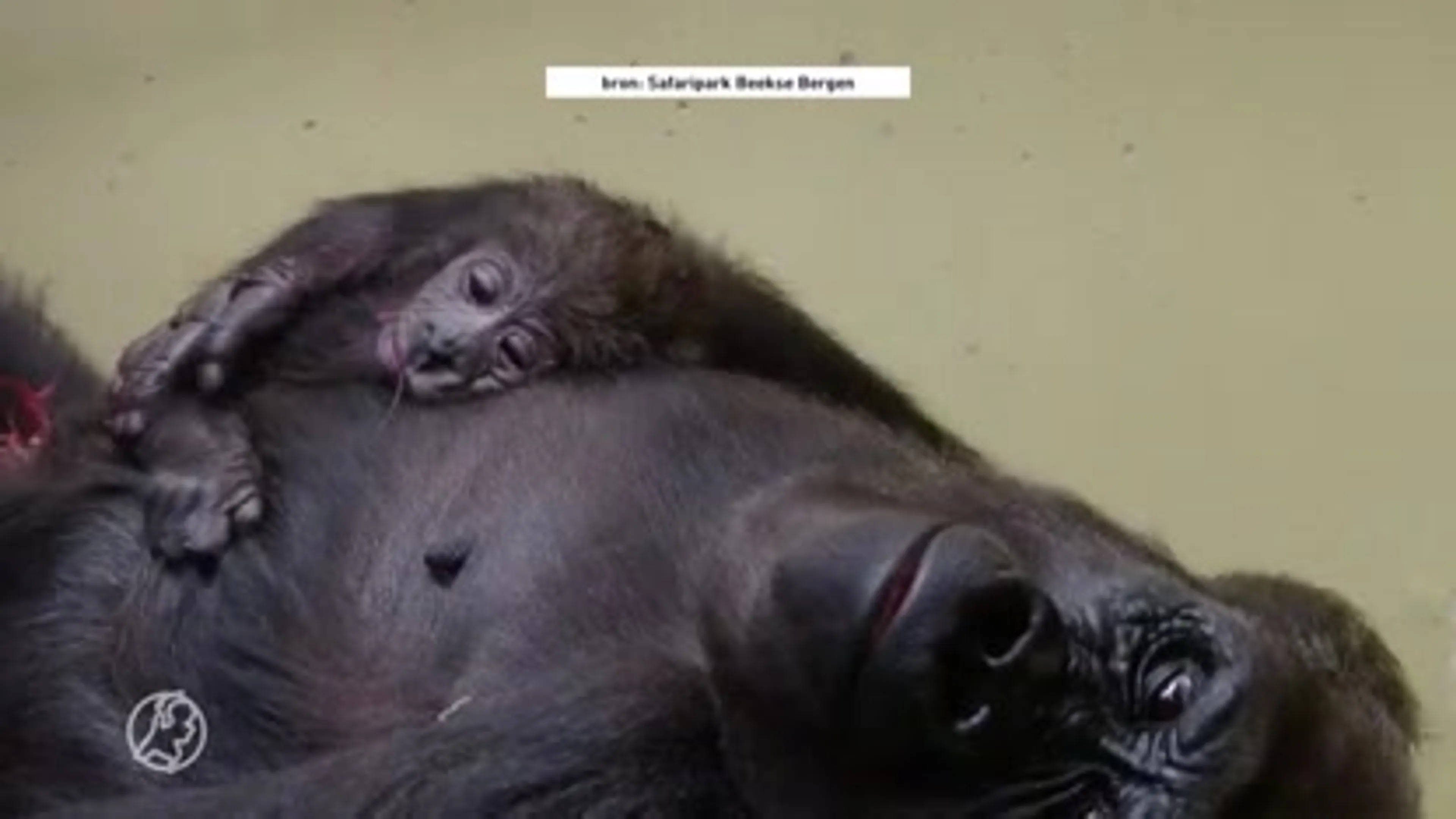 VIDEO: Zeldzame laaglandgorilla geboren in Safaripark Beekse Bergen