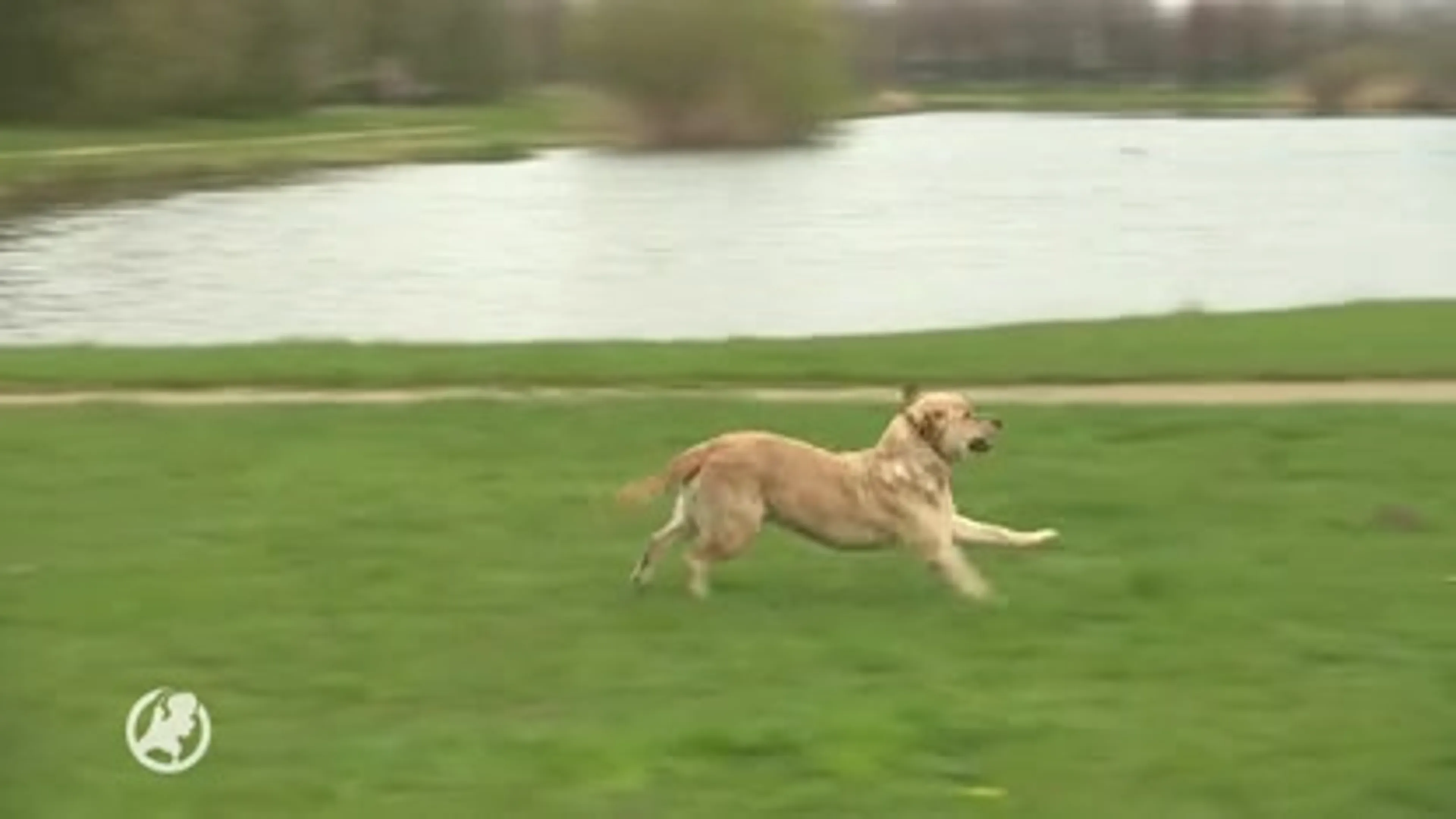 Minister verbiedt stroombanden voor opvoeding honden