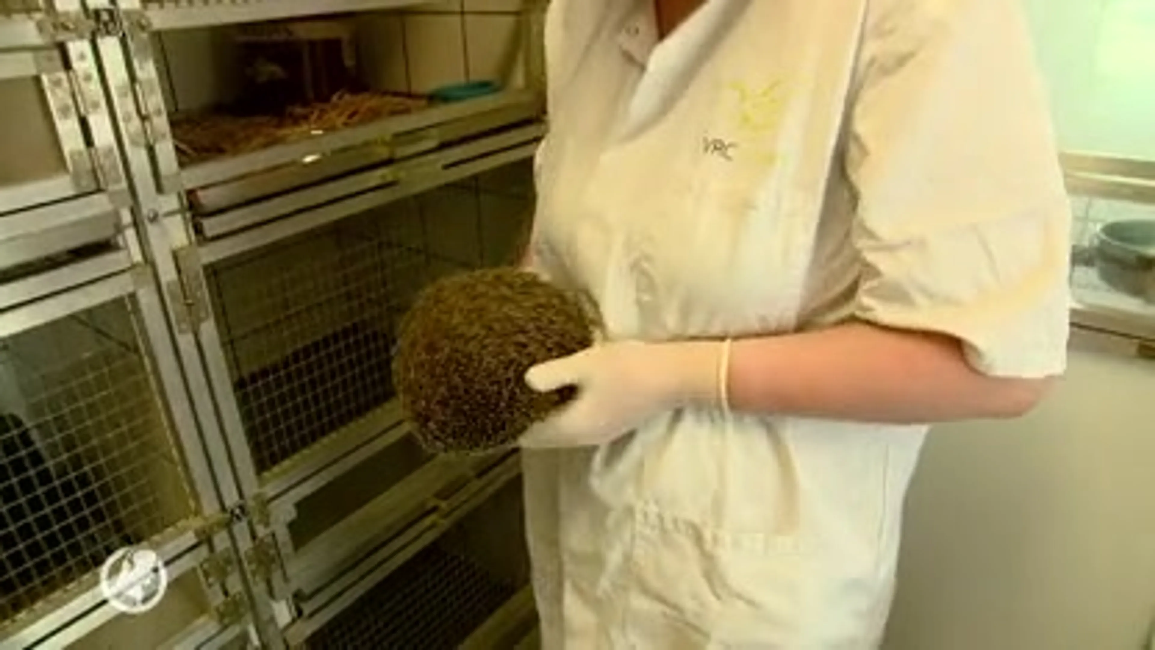 Onbekende ziekte teistert egels in regio Brabant en Limburg