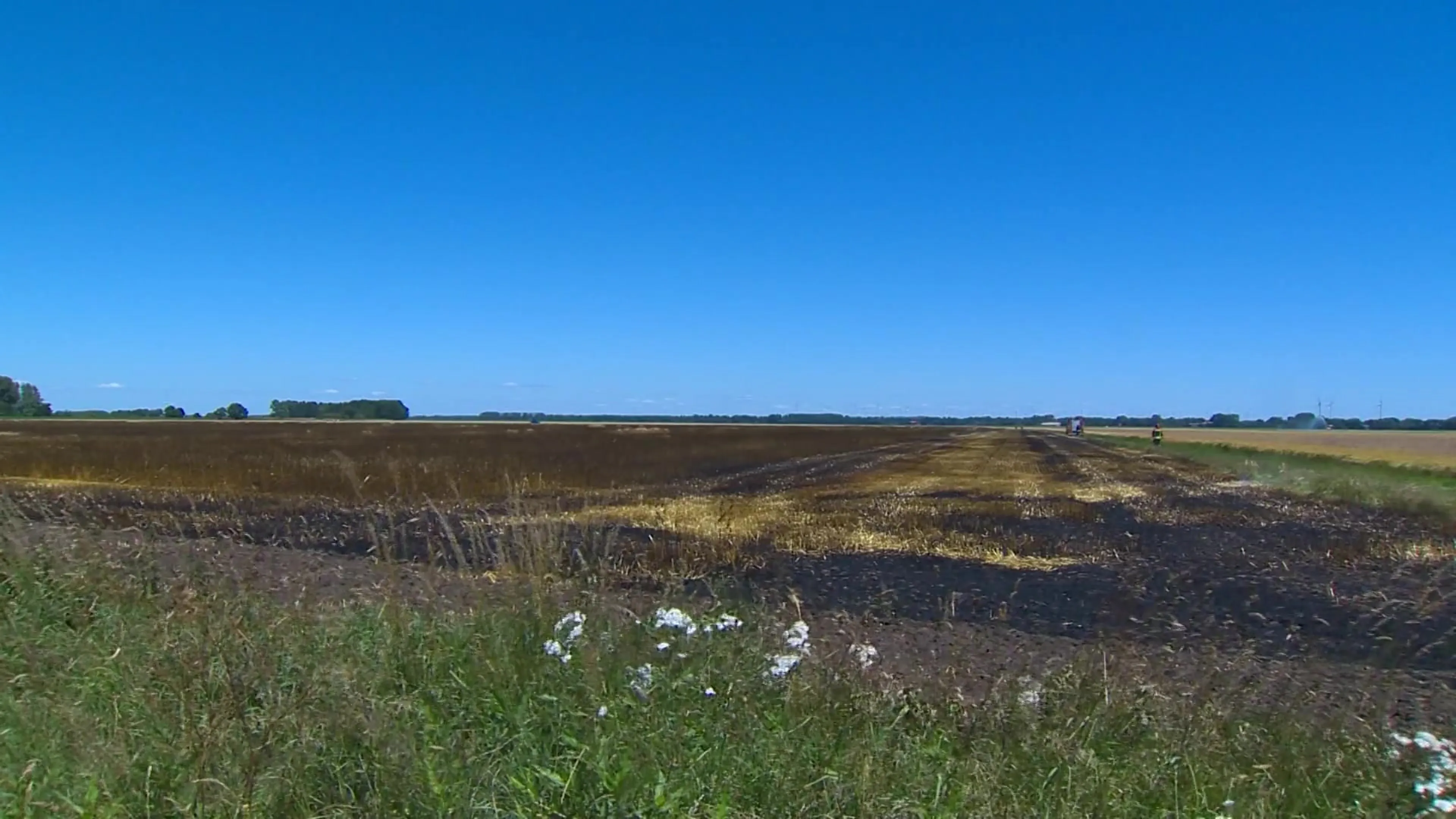 Grote brand in graanveld bedreigt naastgelegen camping