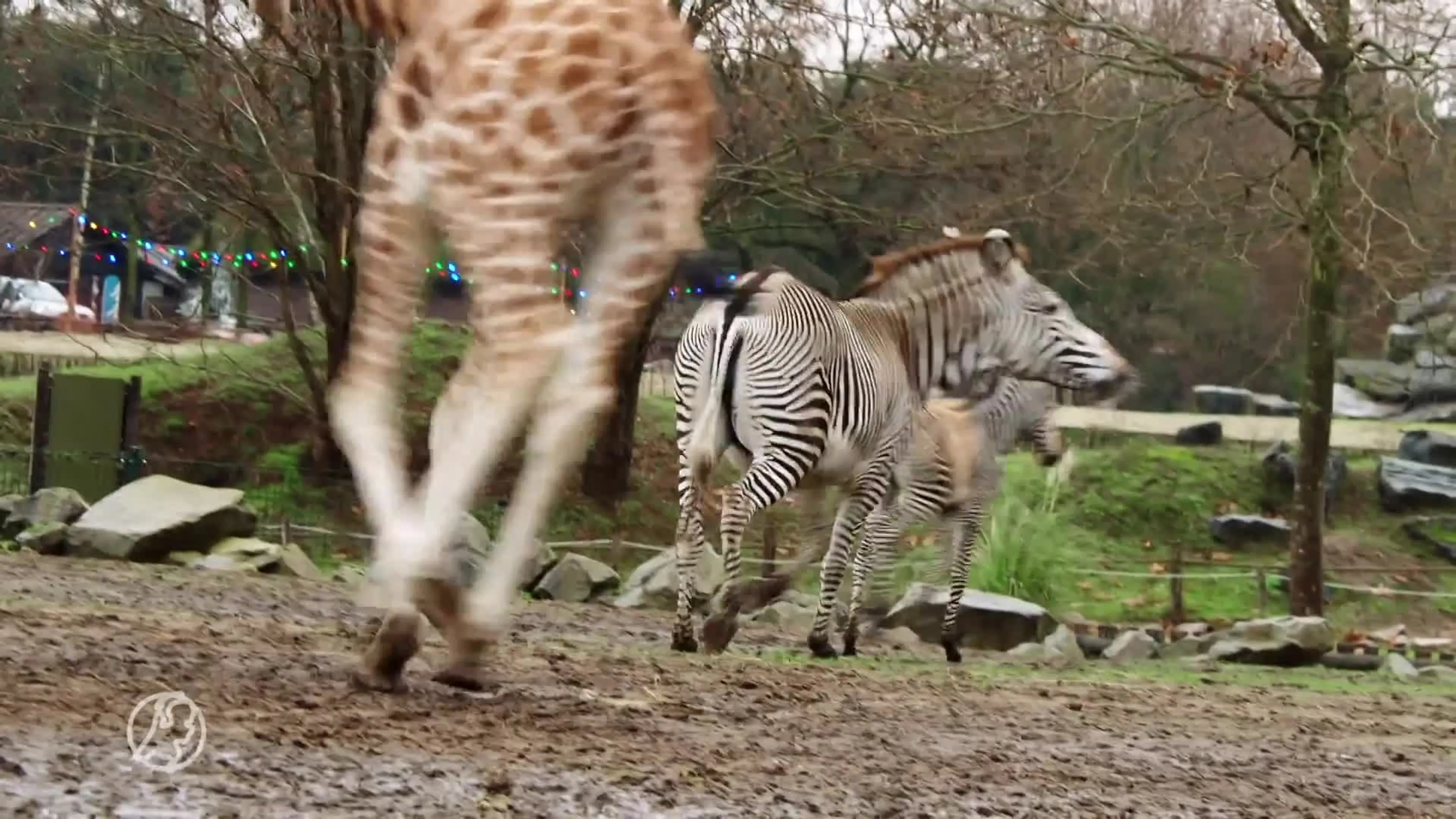 Beekse Bergen verwelkomt bijzonder zebraveulen