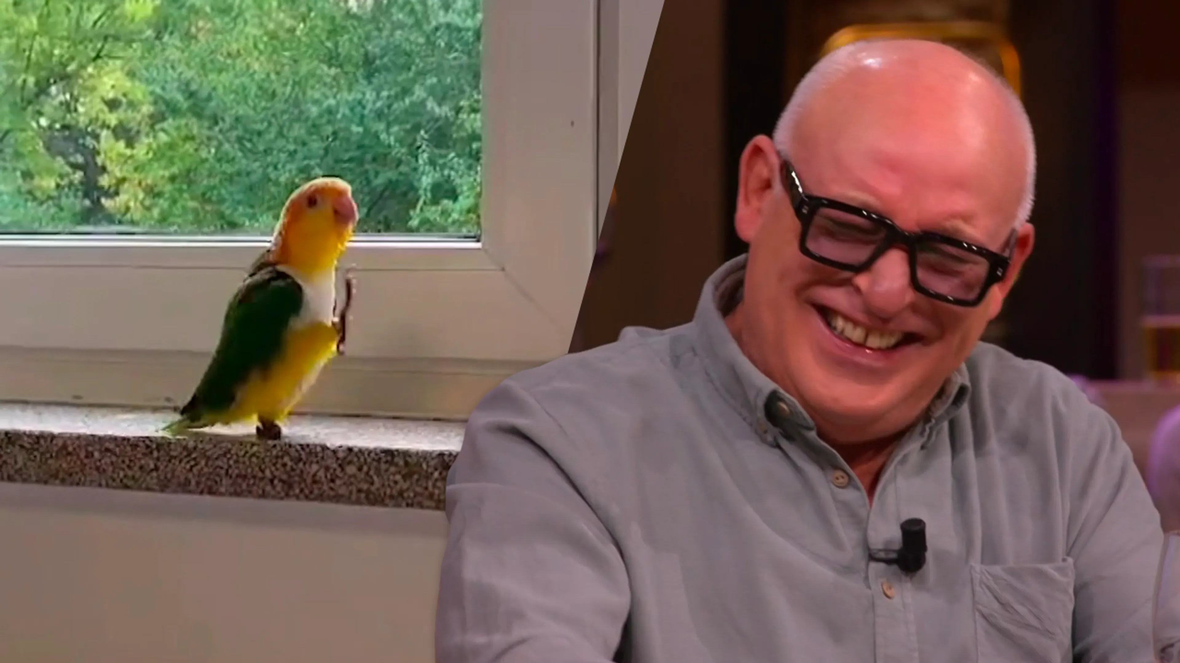 Wilfred en René gaan helemaal stuk om ‘papegaai van Prins Bernhard’: ‘Zó slecht dit!’