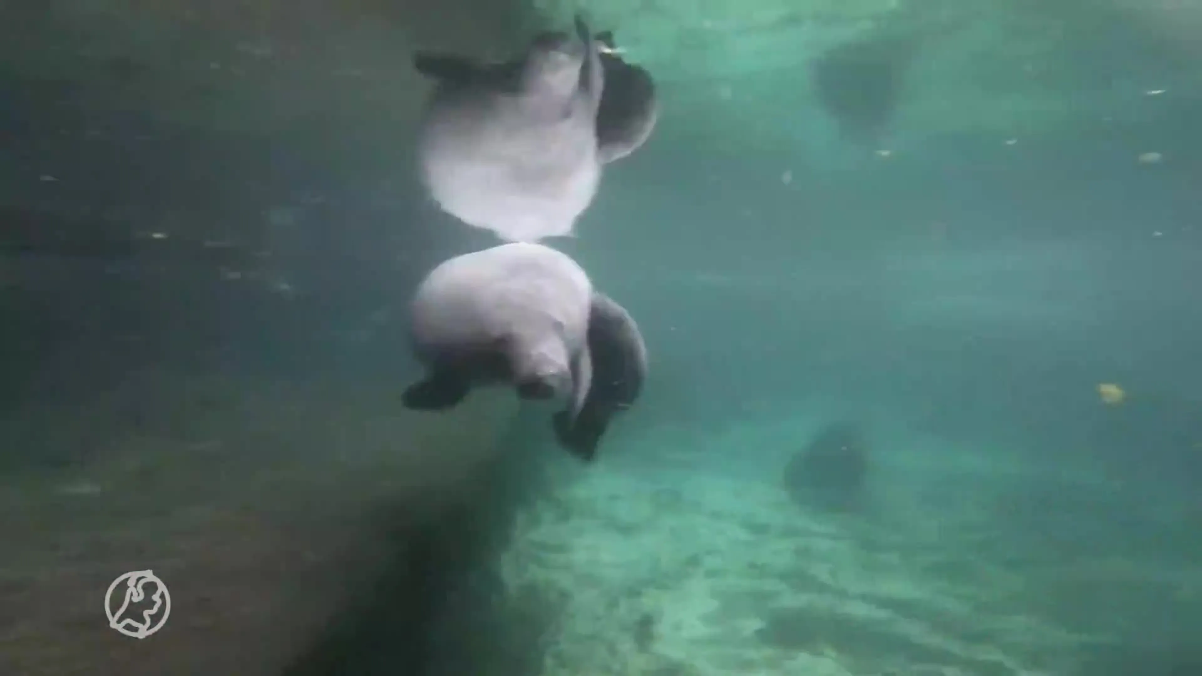 Caribische zeekoe geboren in Burgers' Zoo