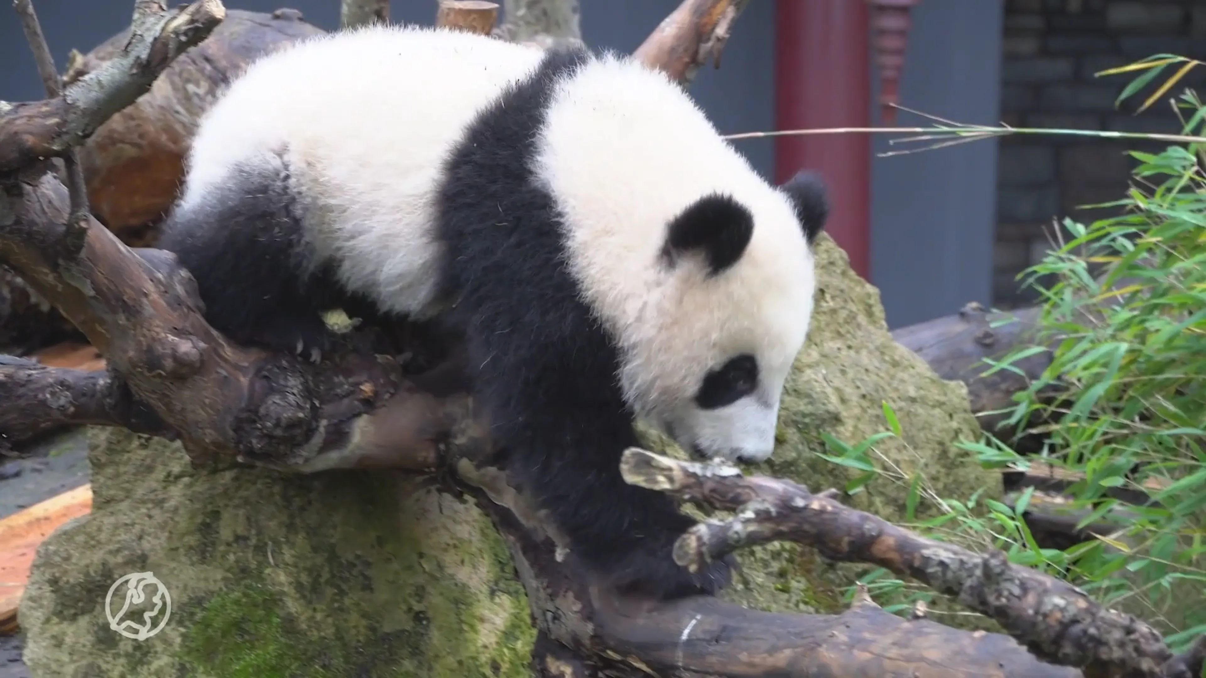 Nederlandse panda Fan Xing verhuist naar China
