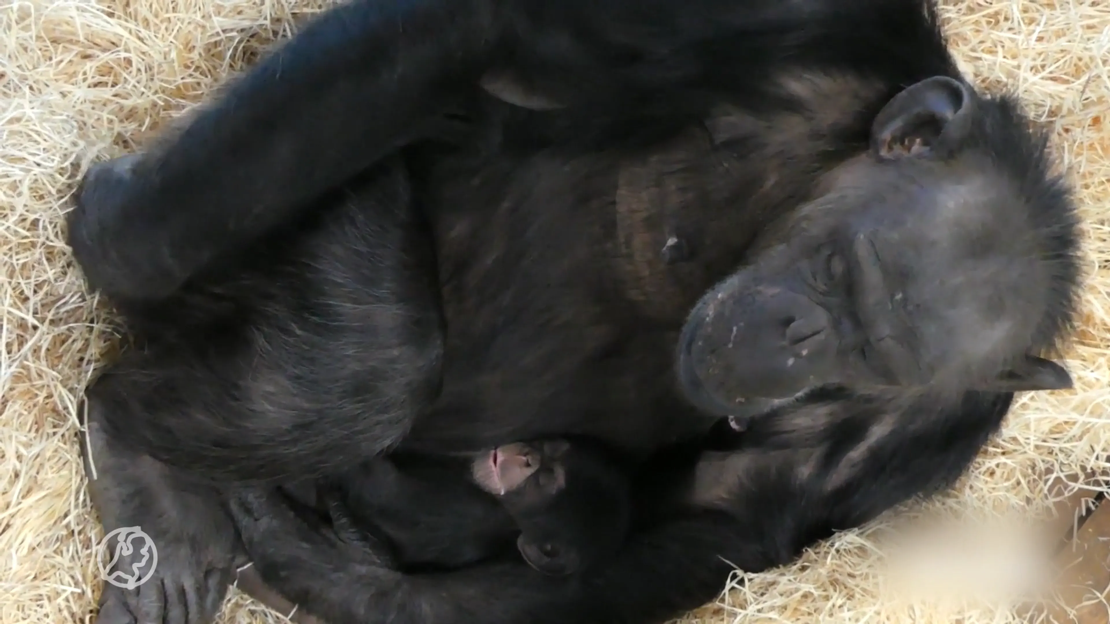 Bekijk hier de pasgeboren chimpansee in Dierenrijk