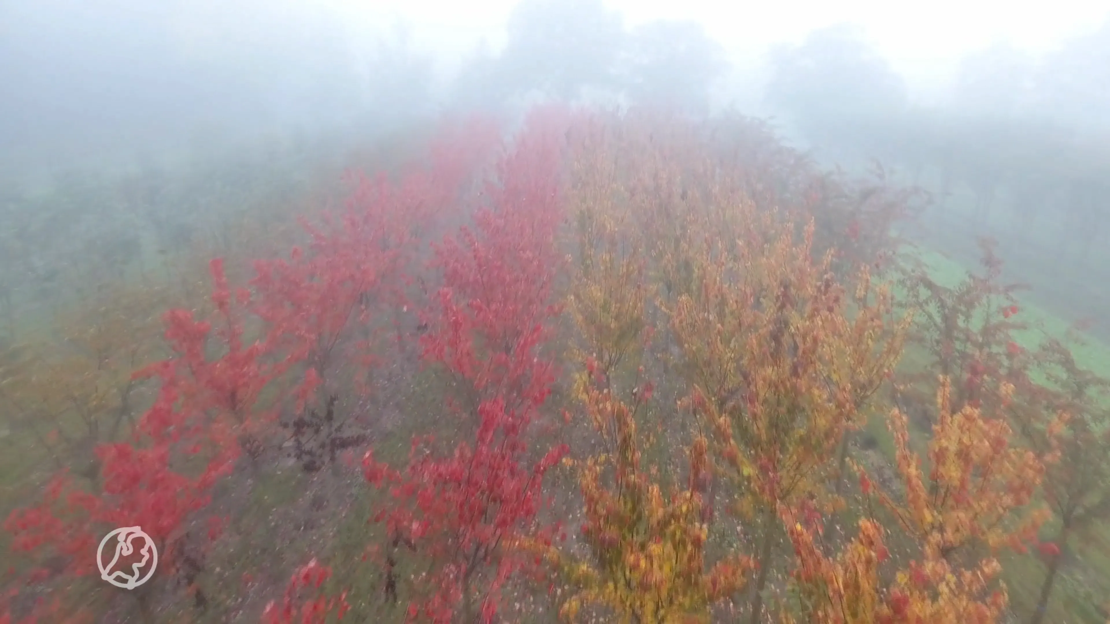In beeld: de enorm dichte mist in Nederland
