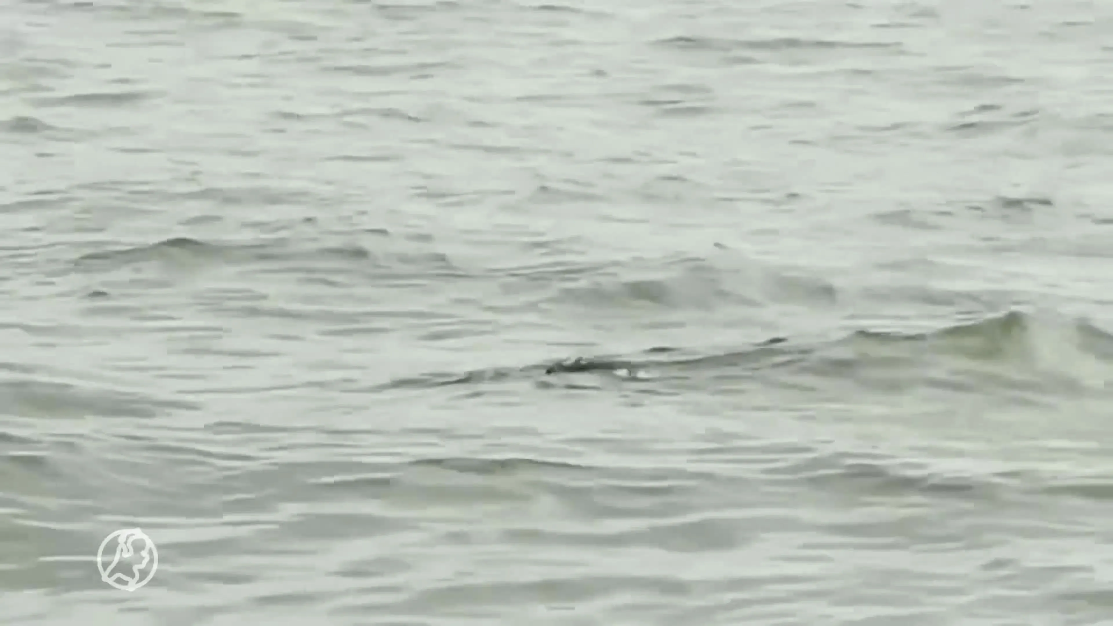 Zeehond verslindt enorme meerval in Nieuwe Maas in Rotterdam