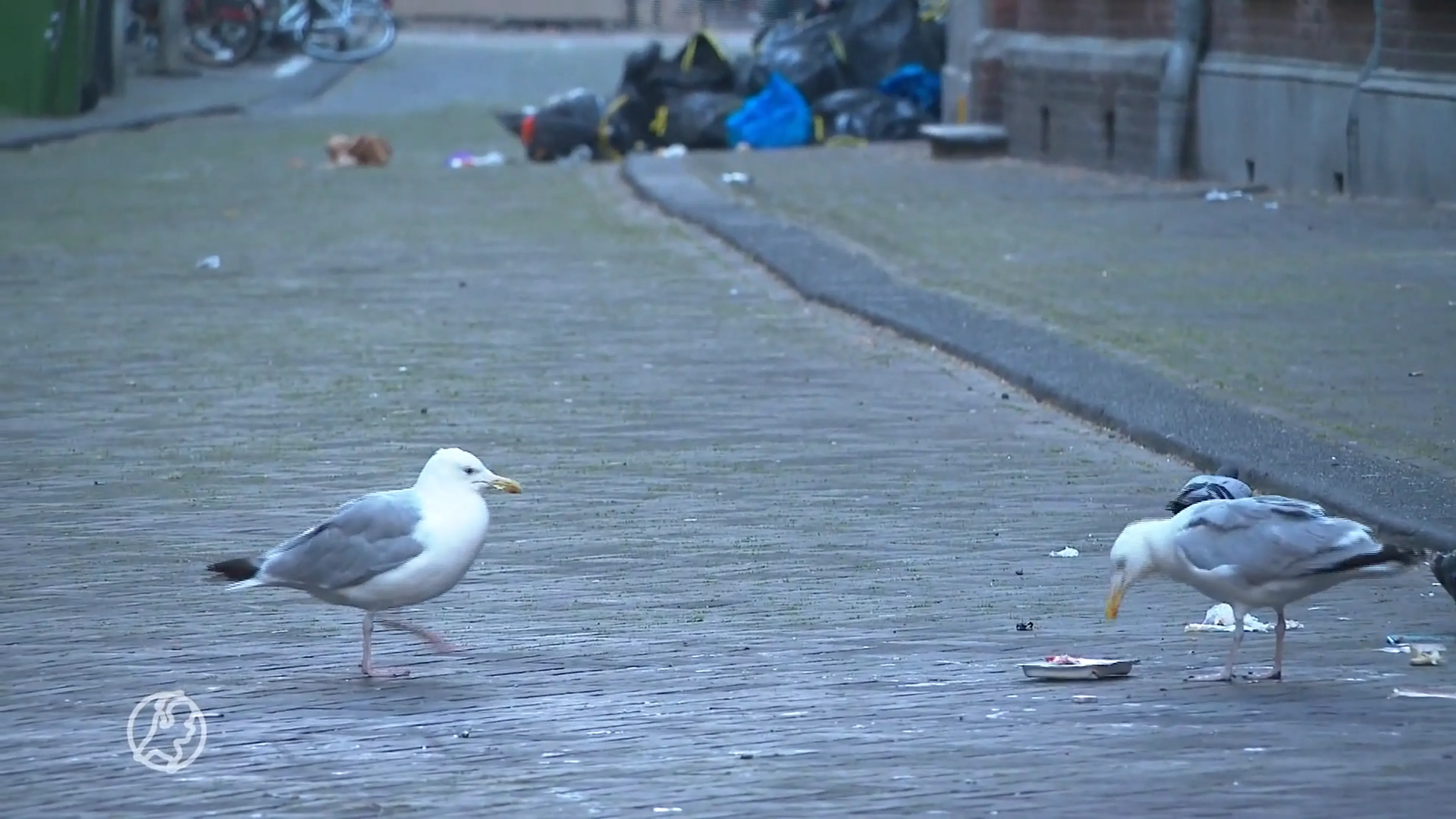 Hagenezen zijn meeuwenplaag meer dan zat: 'Ze vallen zelfs kinderen aan'