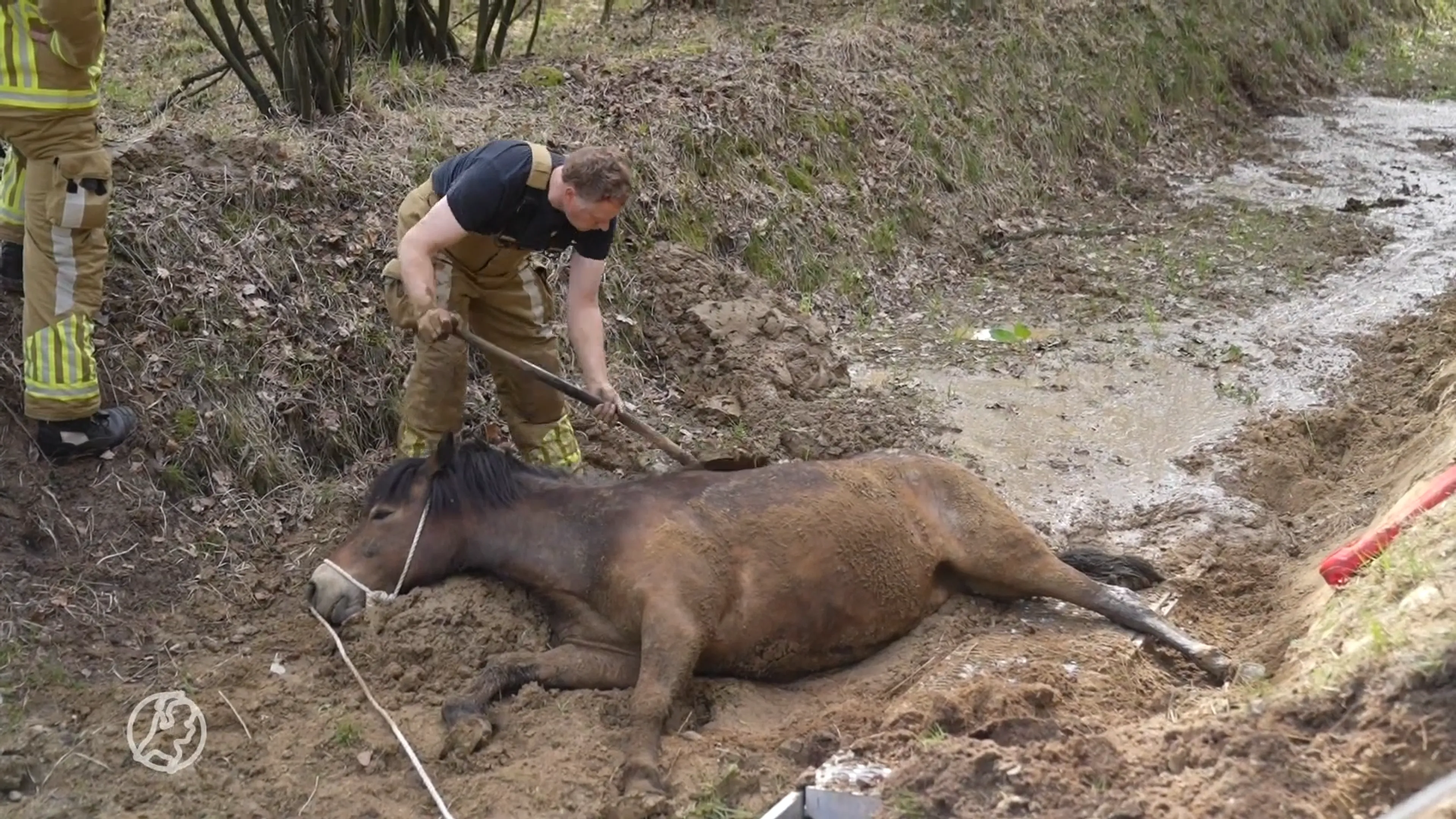 Reddingsoperatie met tractor, brandweer en dierenarts: paard uit drijfzand gehaald