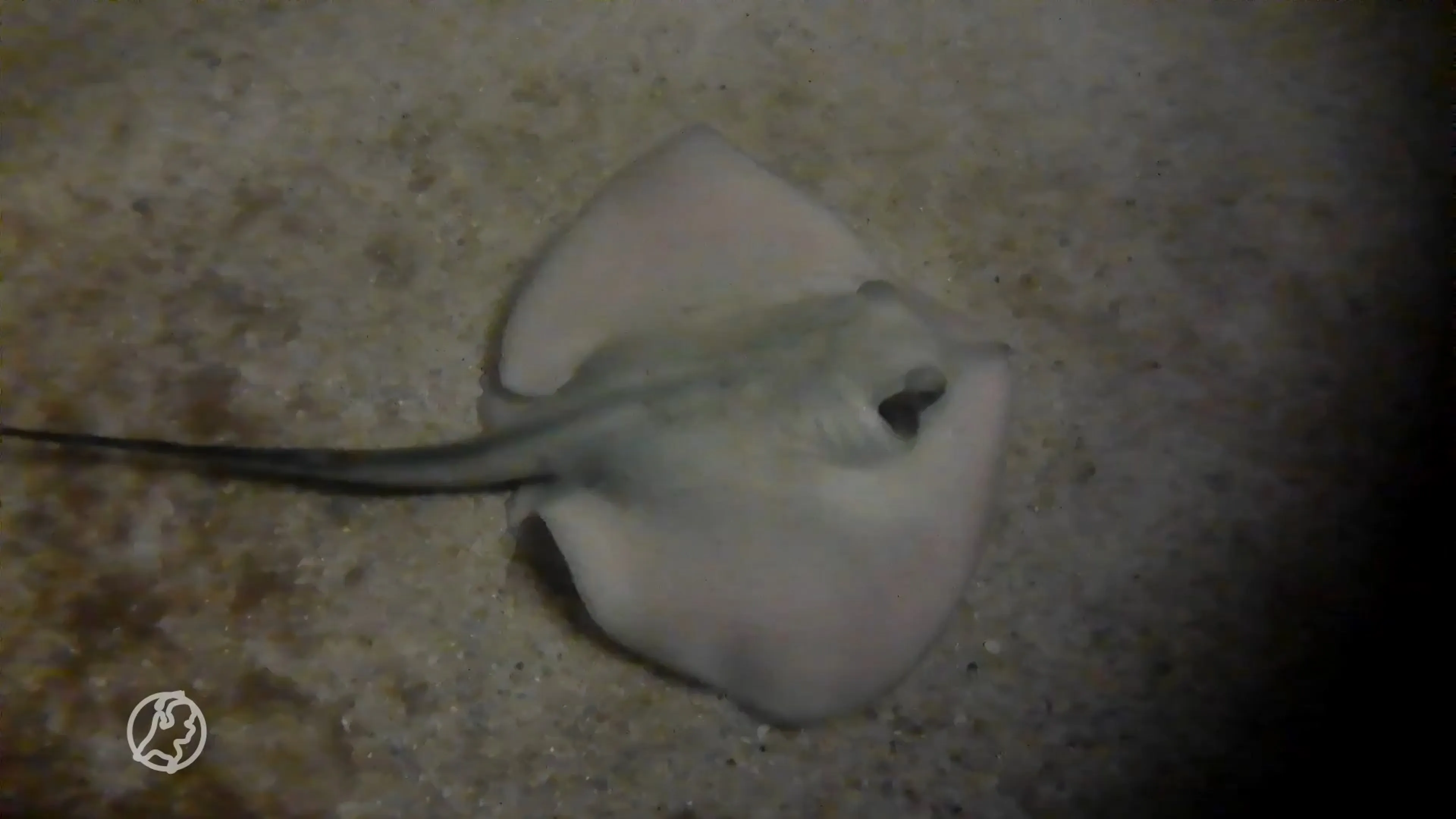 Al 7 jaar zonder mannetje, toch is er een pijlstaartrog geboren in het Dolfinarium