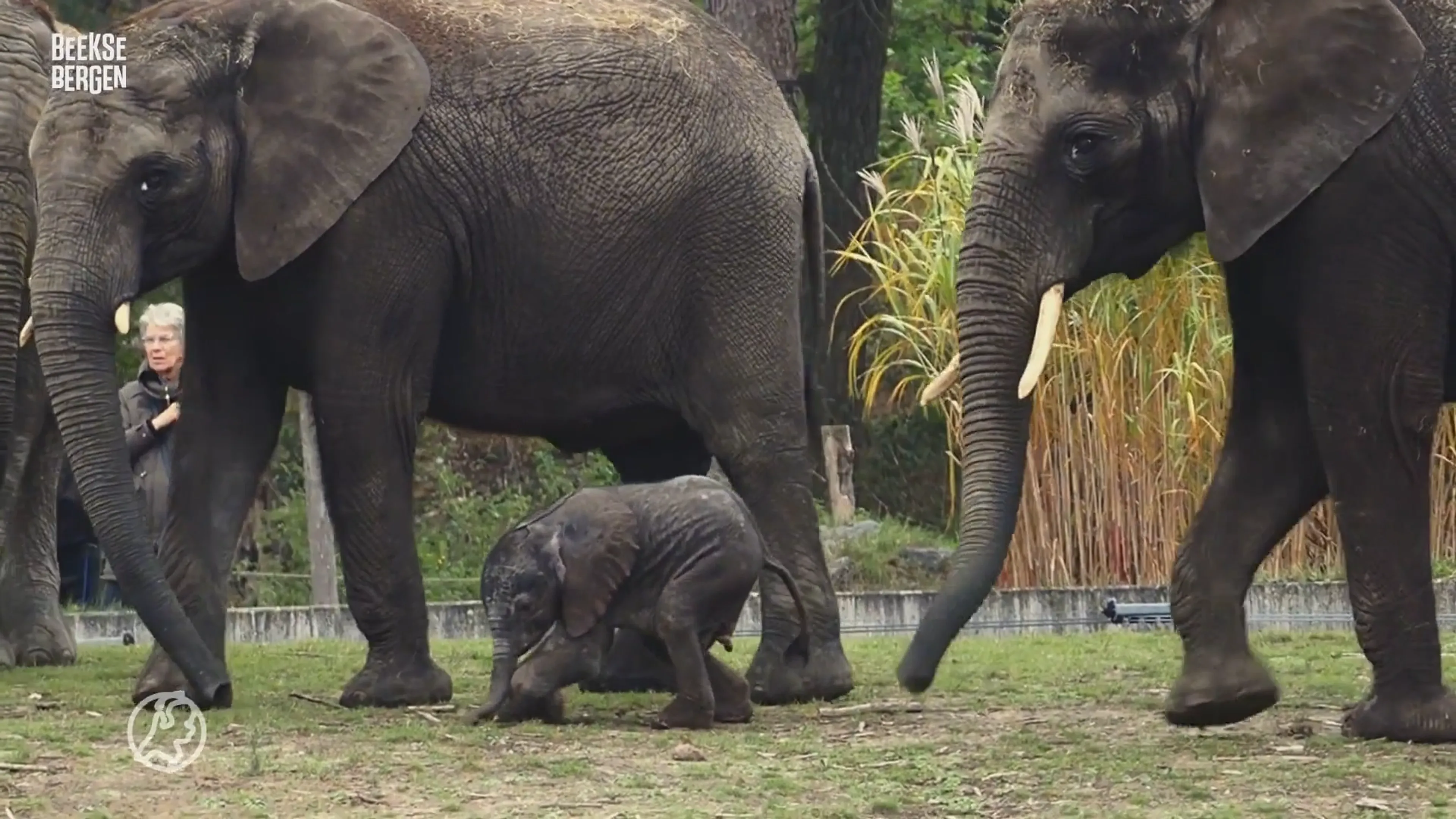 Pasgeboren olifant zet eerste stappen buiten