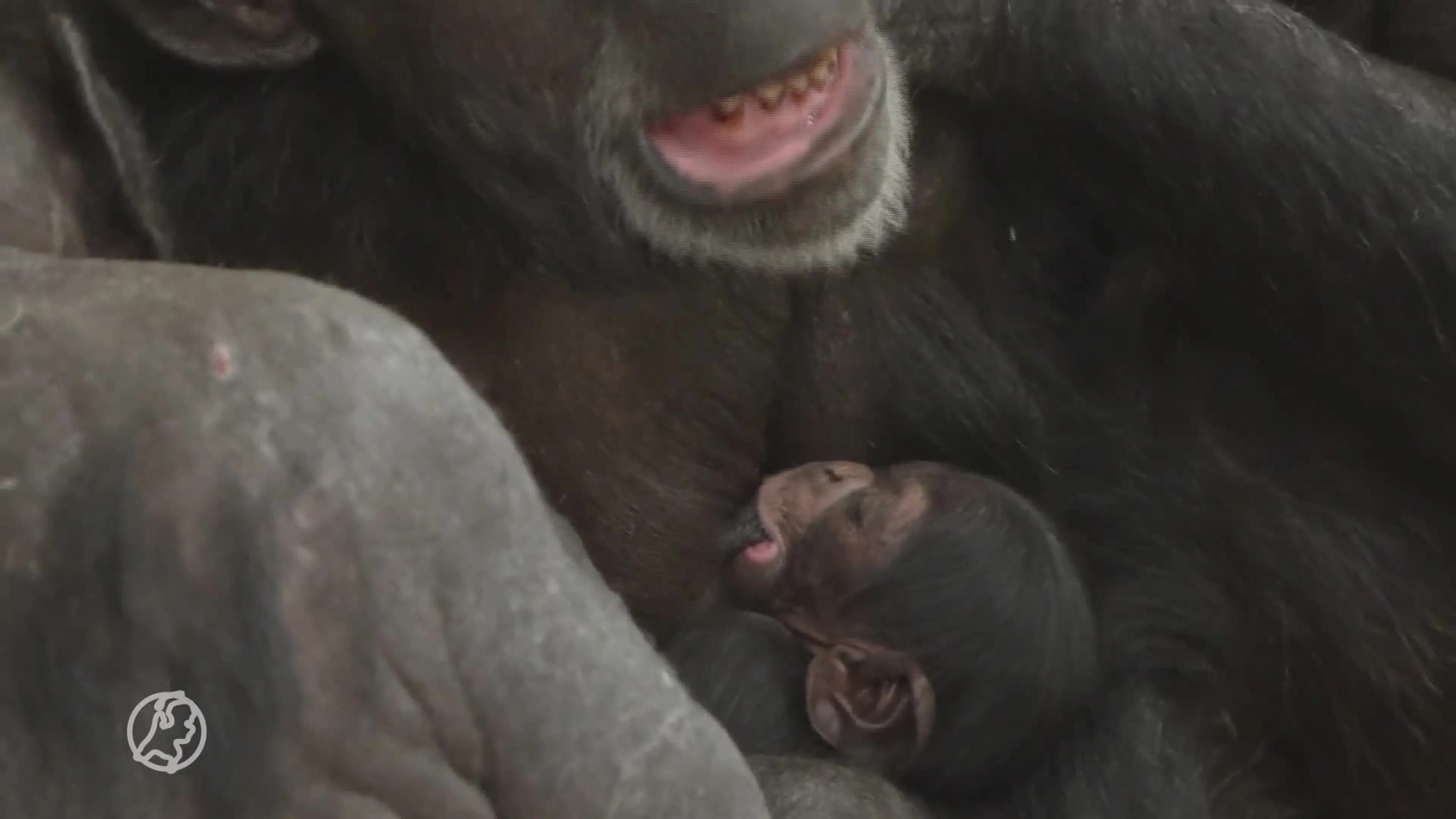 ZIEN: Wereldberoemde chimpansee Tushi verwelkomt een jong