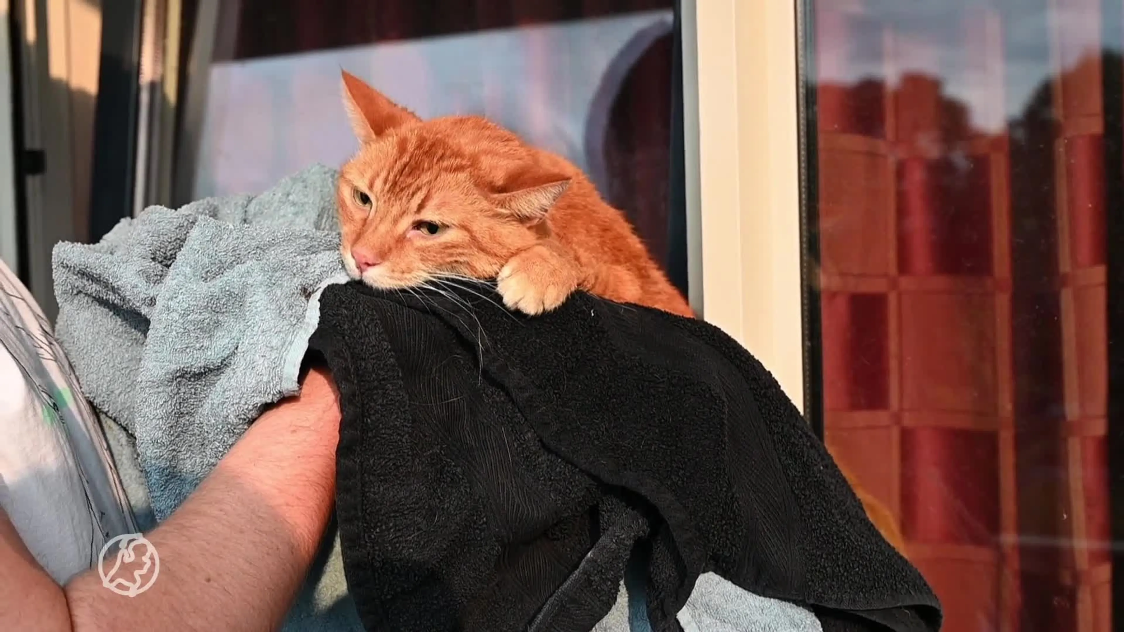 Kat urenlang vast in kiepraam, brandweer komt in actie