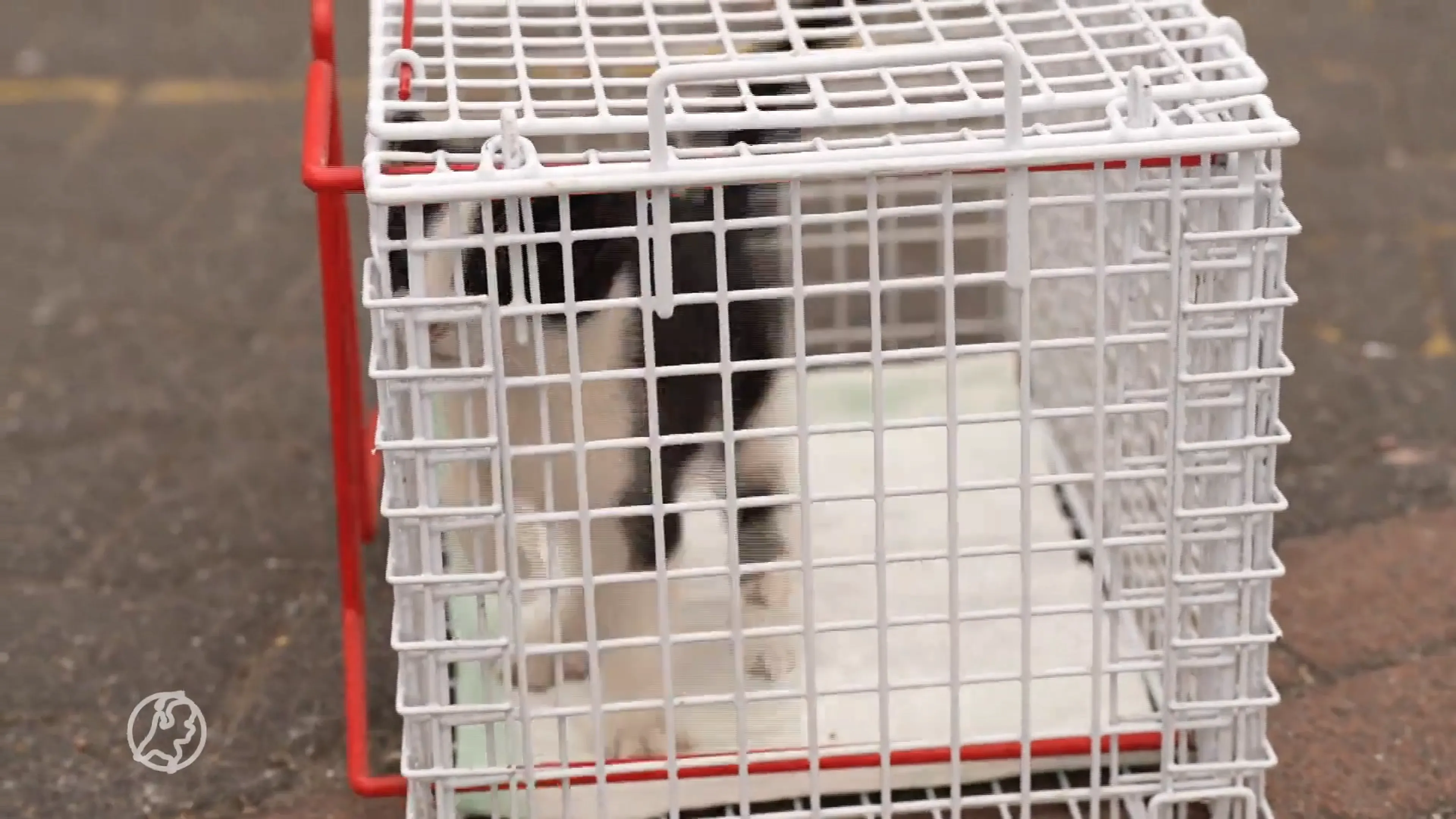 Brandweer plukt avontuurlijke kitten uit top van metershoge boom in Asten