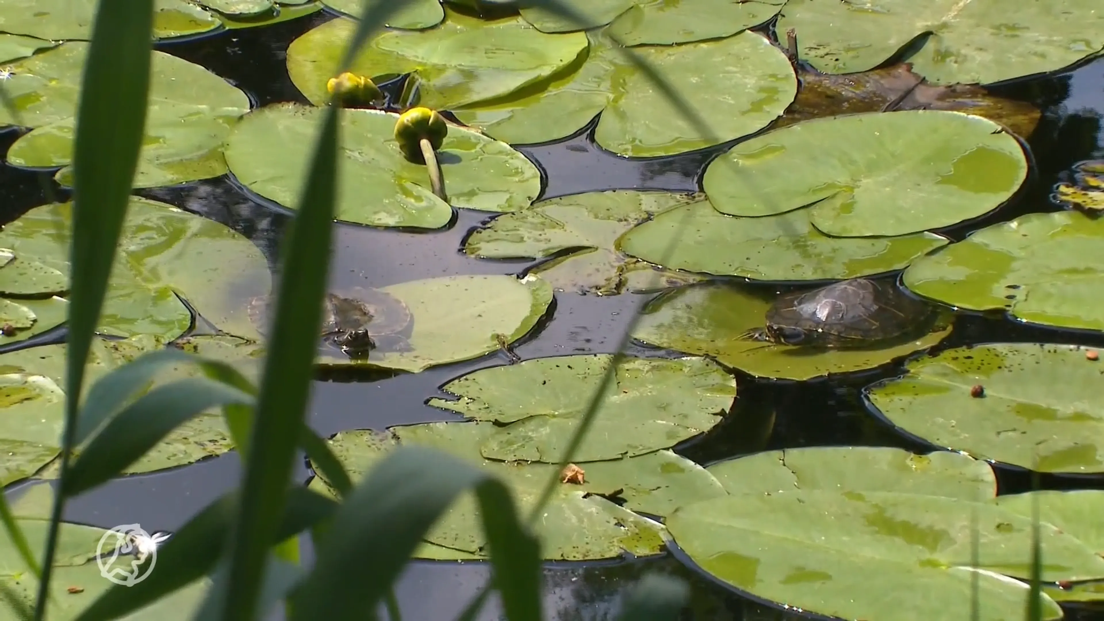 Mensen dumpen massaal hun schildpadden in de natuur, maar ze overleven het uiteindelijk niet