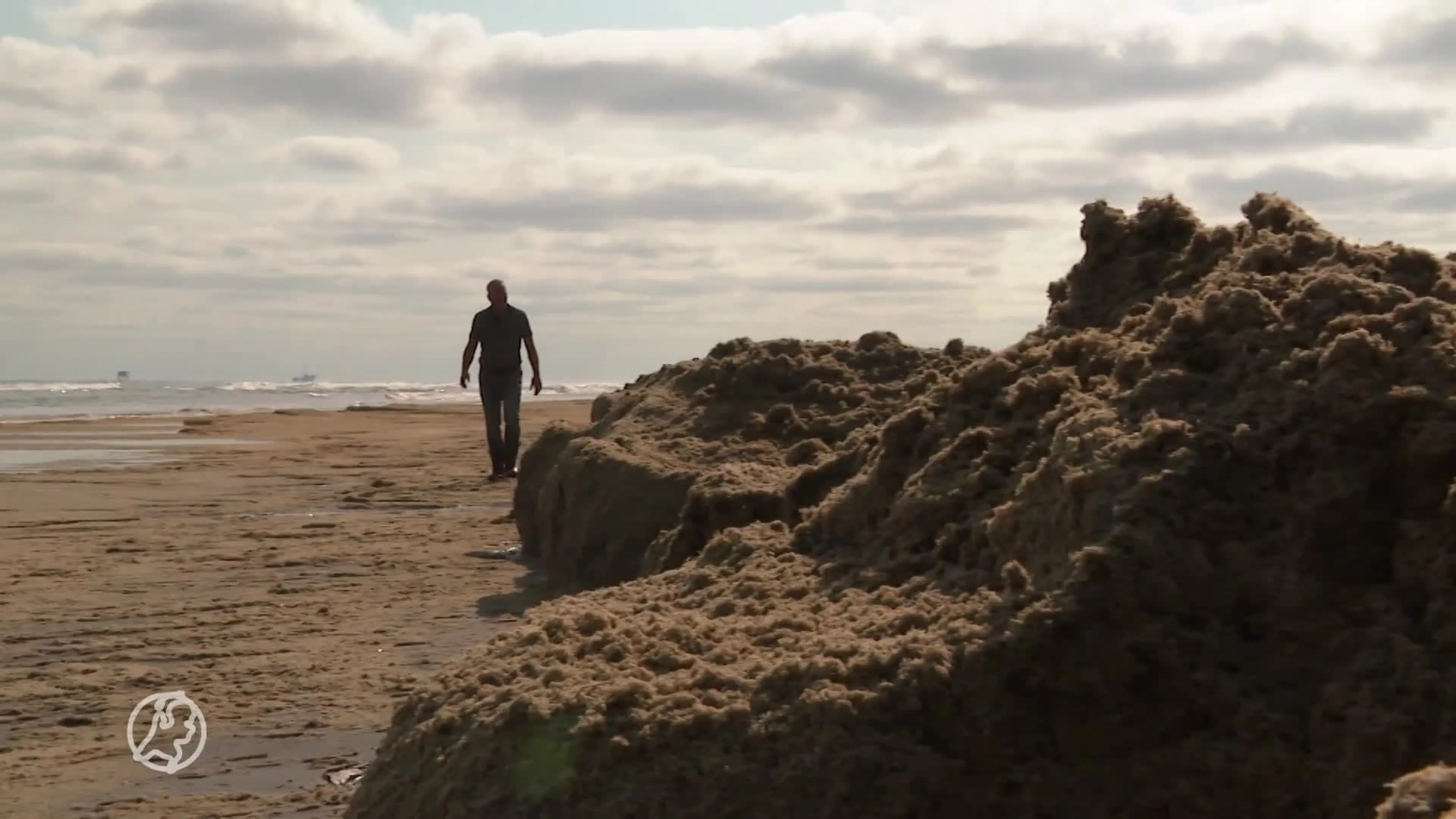 Ameland pakt miljoenen stinkende mosdiertjes aan