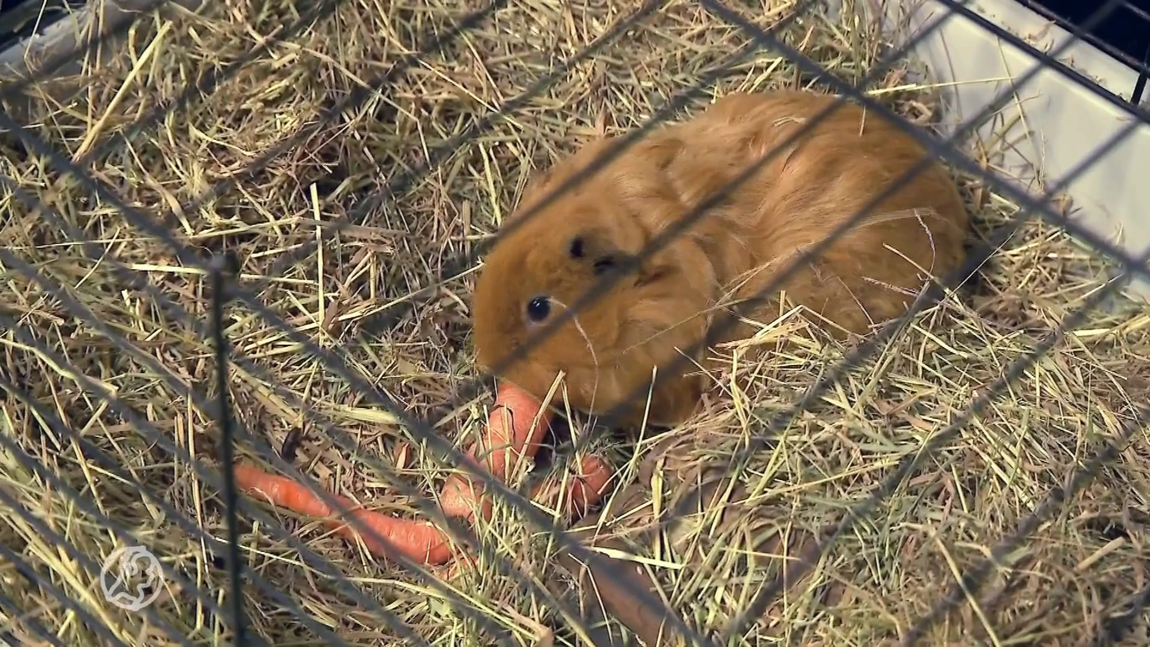Opvang staat voor flinke klus: 600 verwaarloosde cavia moeten herplaatst worden