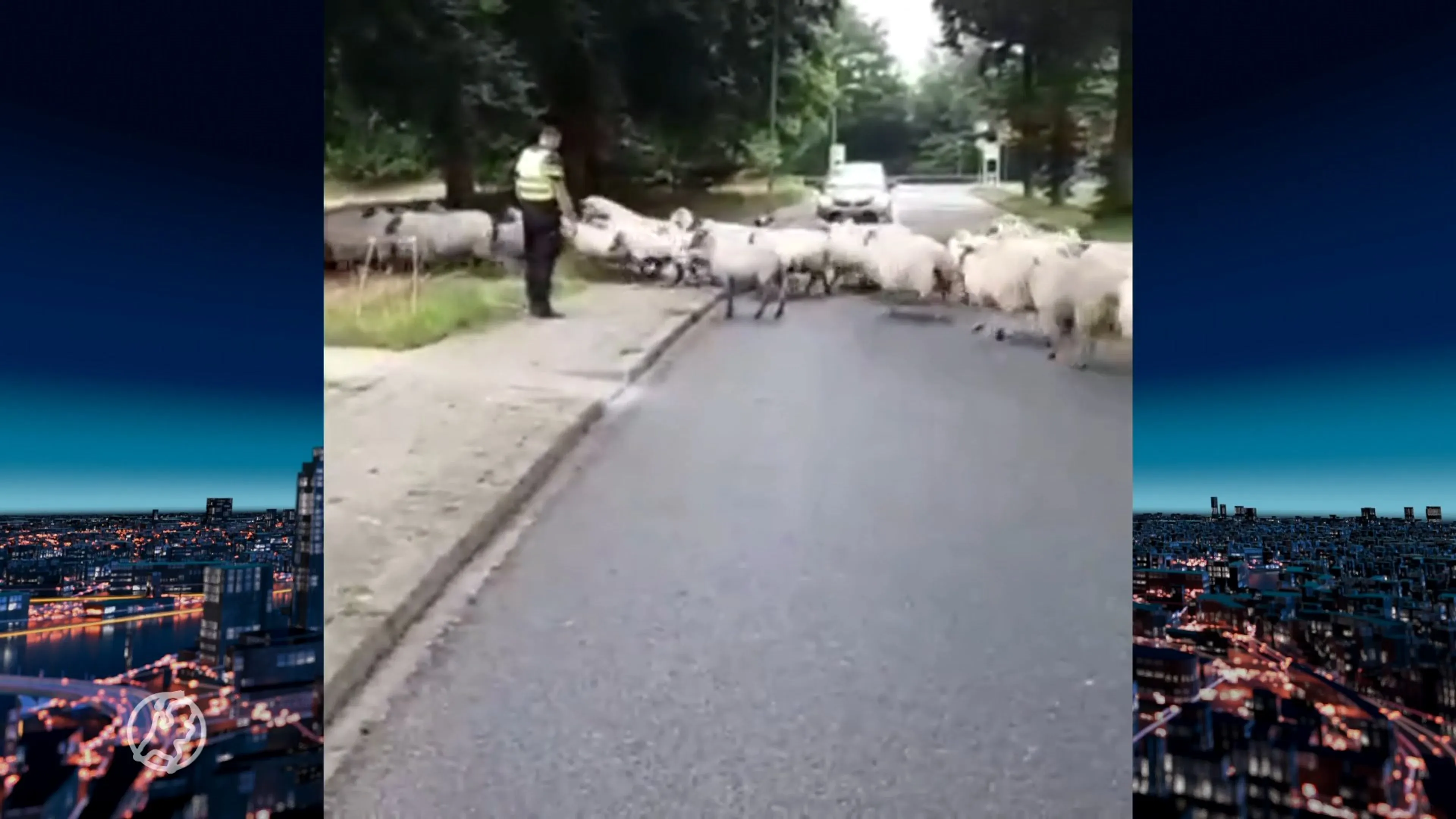 Politie ingezet als herder na melding loslopende schapen in L...