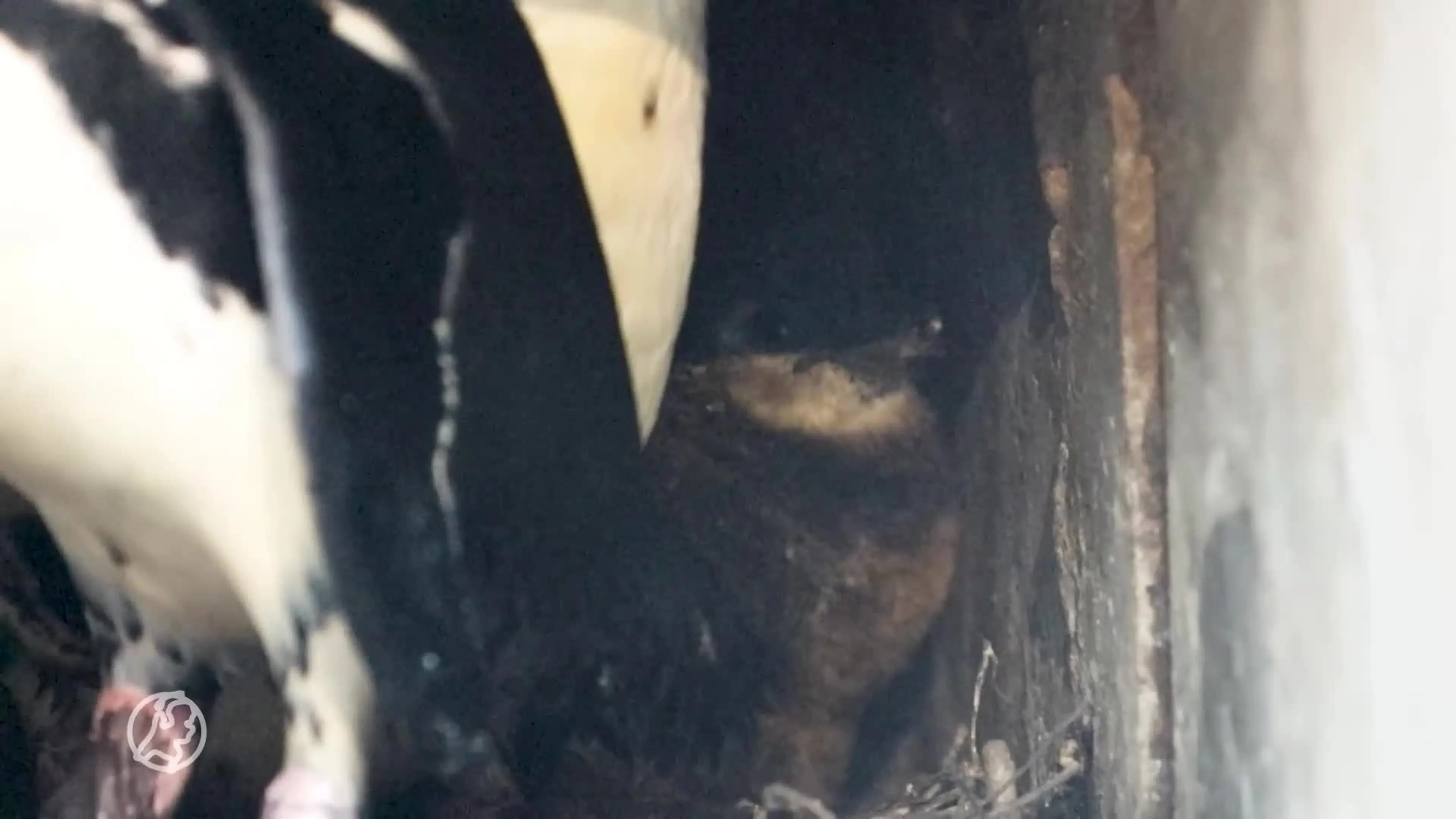 Donzig nieuws uit DierenPark Amersfoort: twee pinguïnkuikens geboren