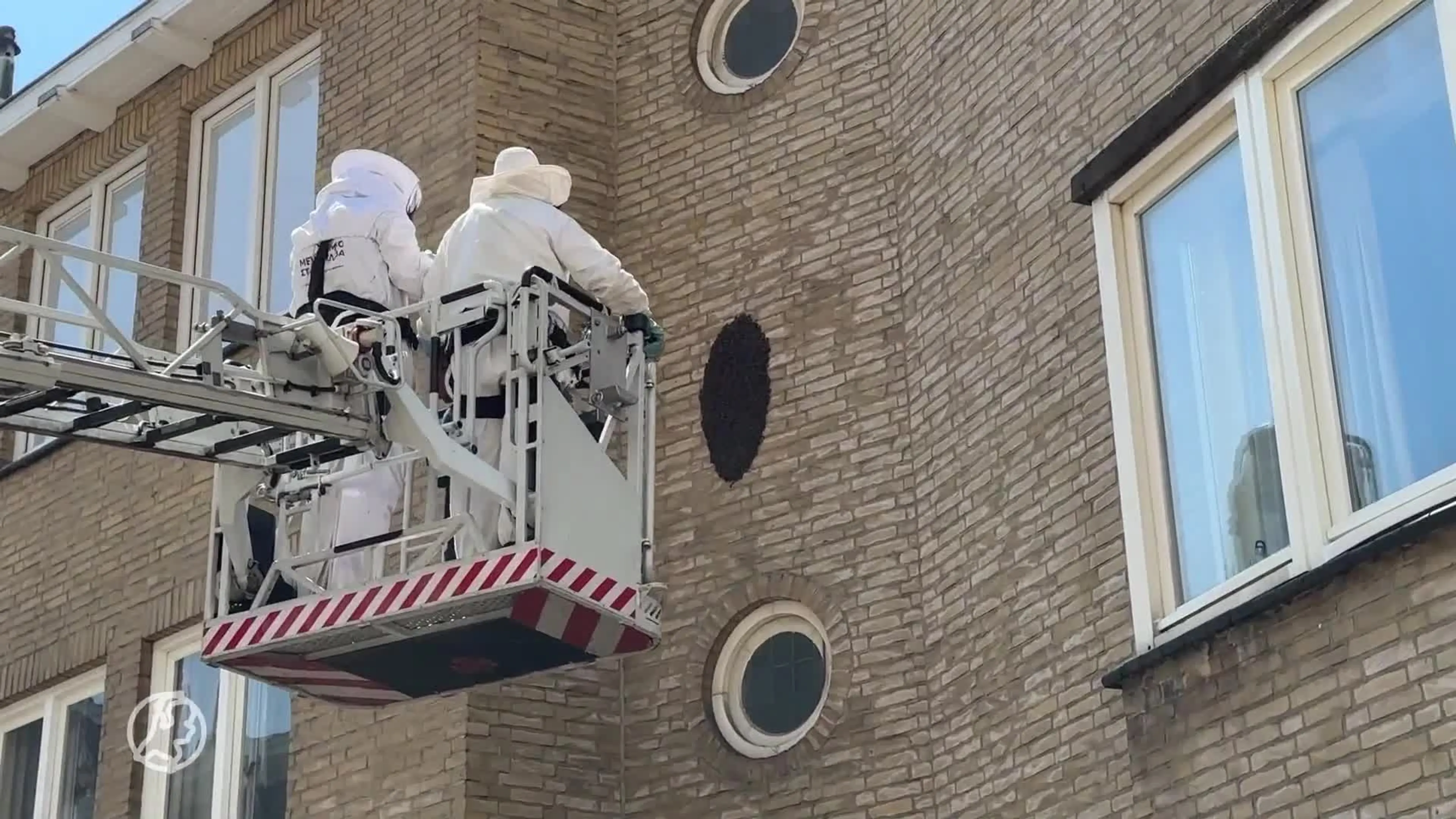 Zwerm bijen zorgt voor overlast door bijenkorf op 6 meter hoogte in Maastricht