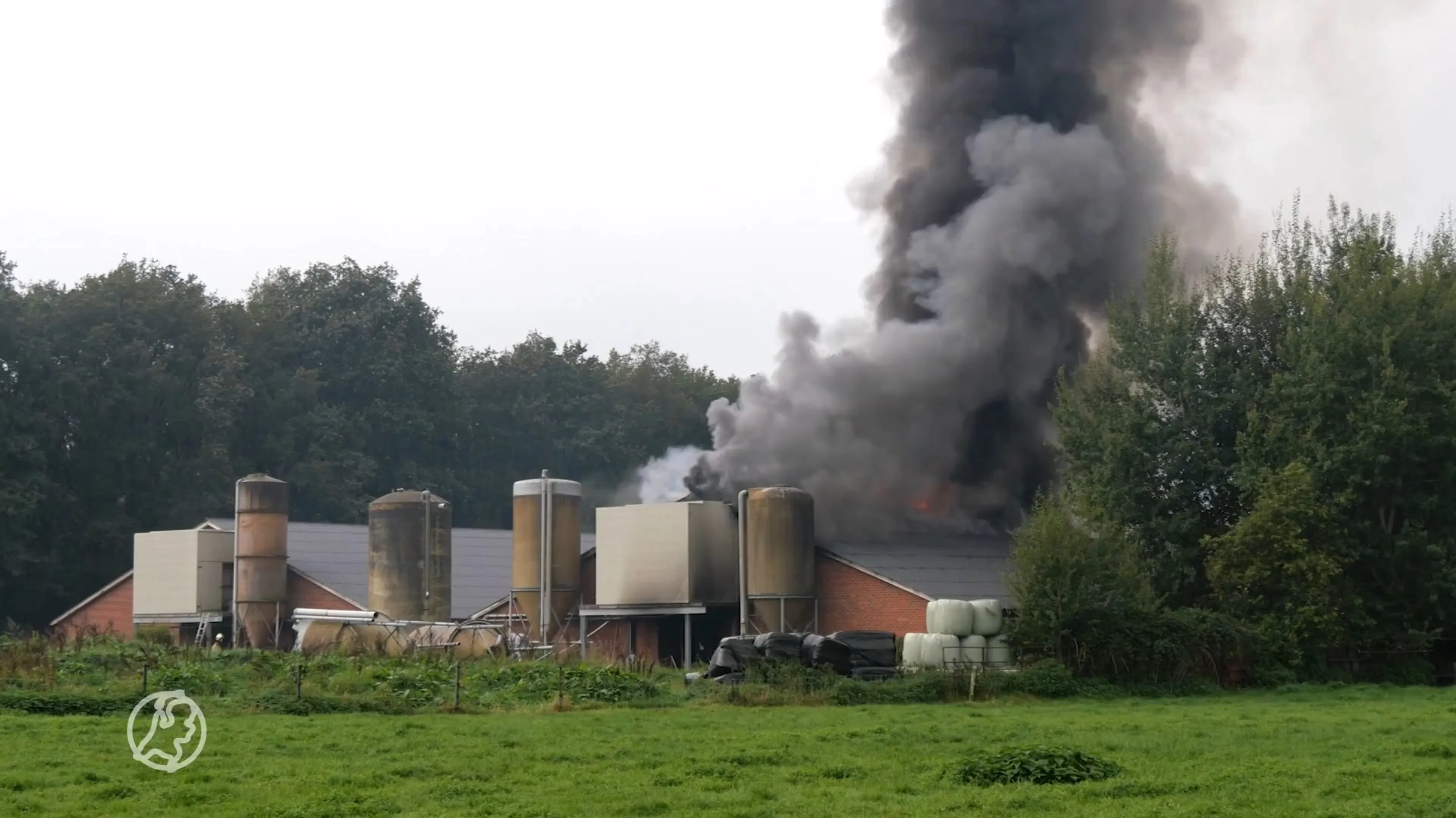 Hevige stalbrand in Mantinge kost honderden varkens het leven