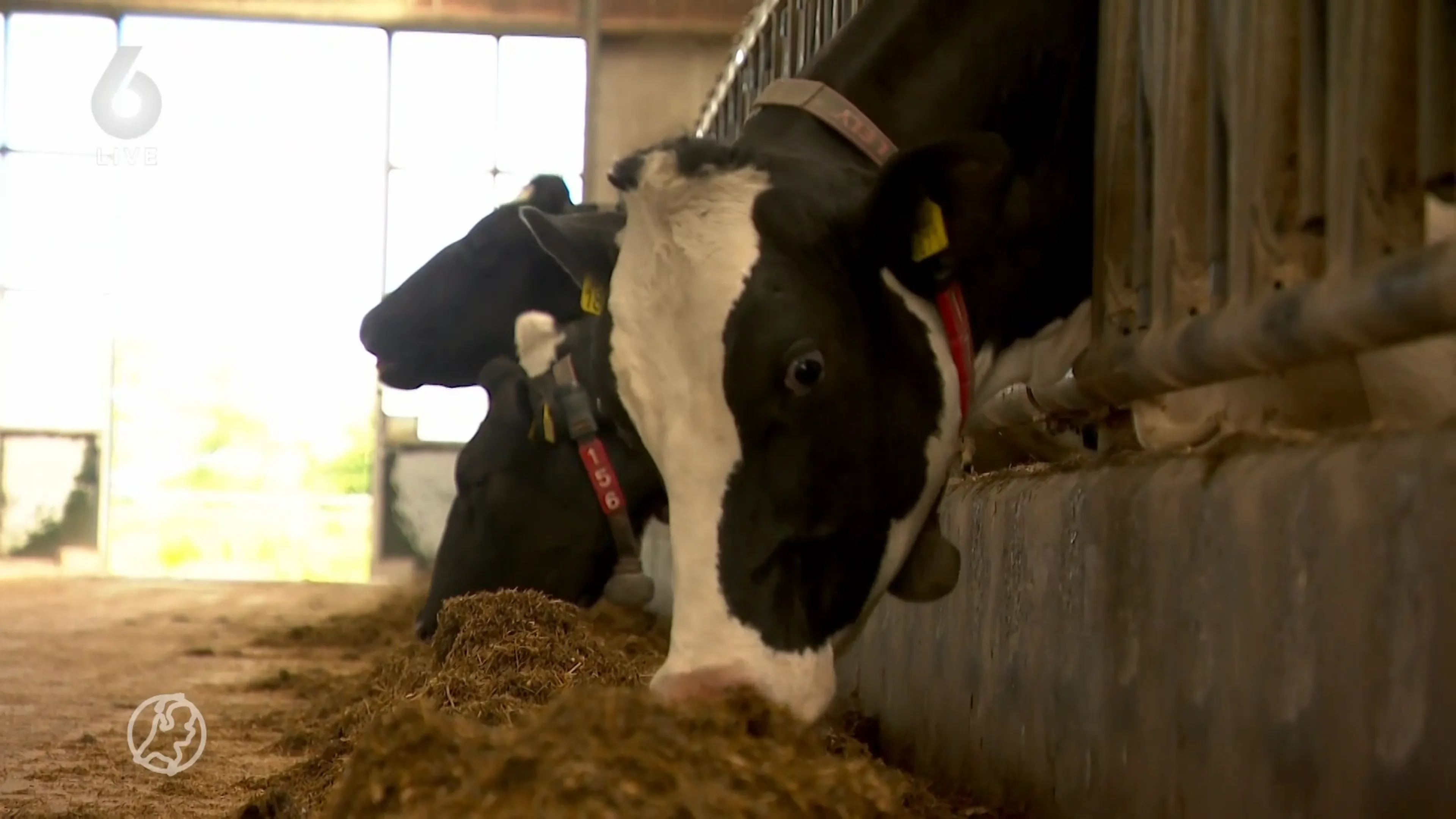 Veehouder Reijer breidt niet uit met koeien, maar met eigen mini-melkfabriek
