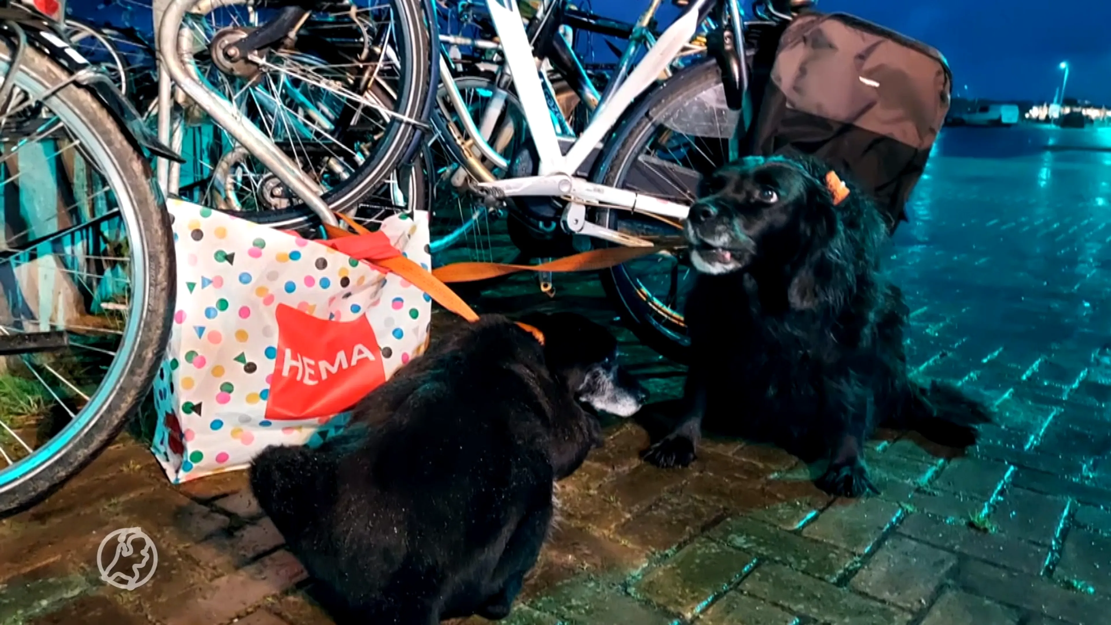 Baasje laat honden Igor en Vlekje in de kou achter
