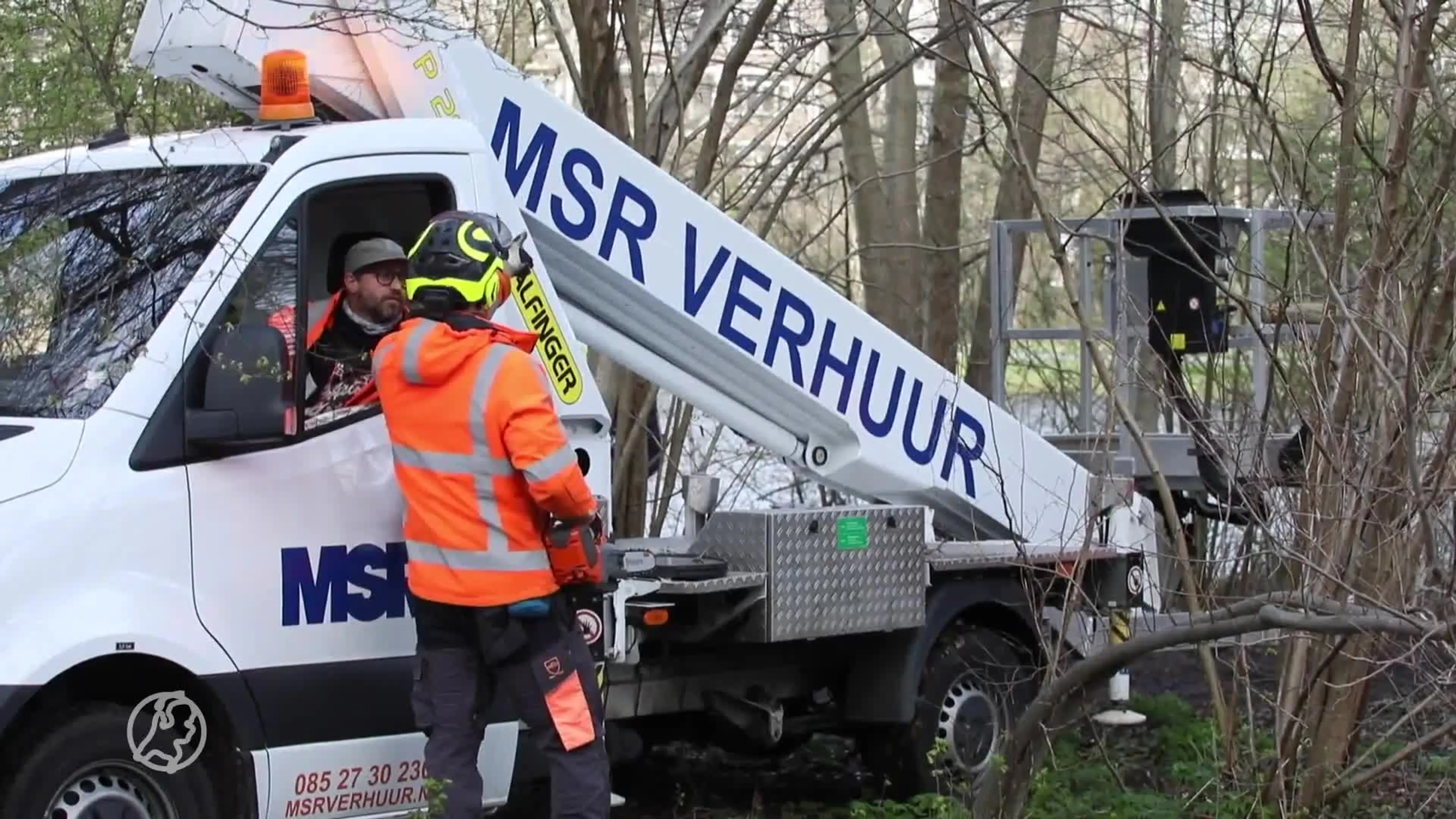 Zwaan raakt met nek verstrikt in takken boom en overlijdt