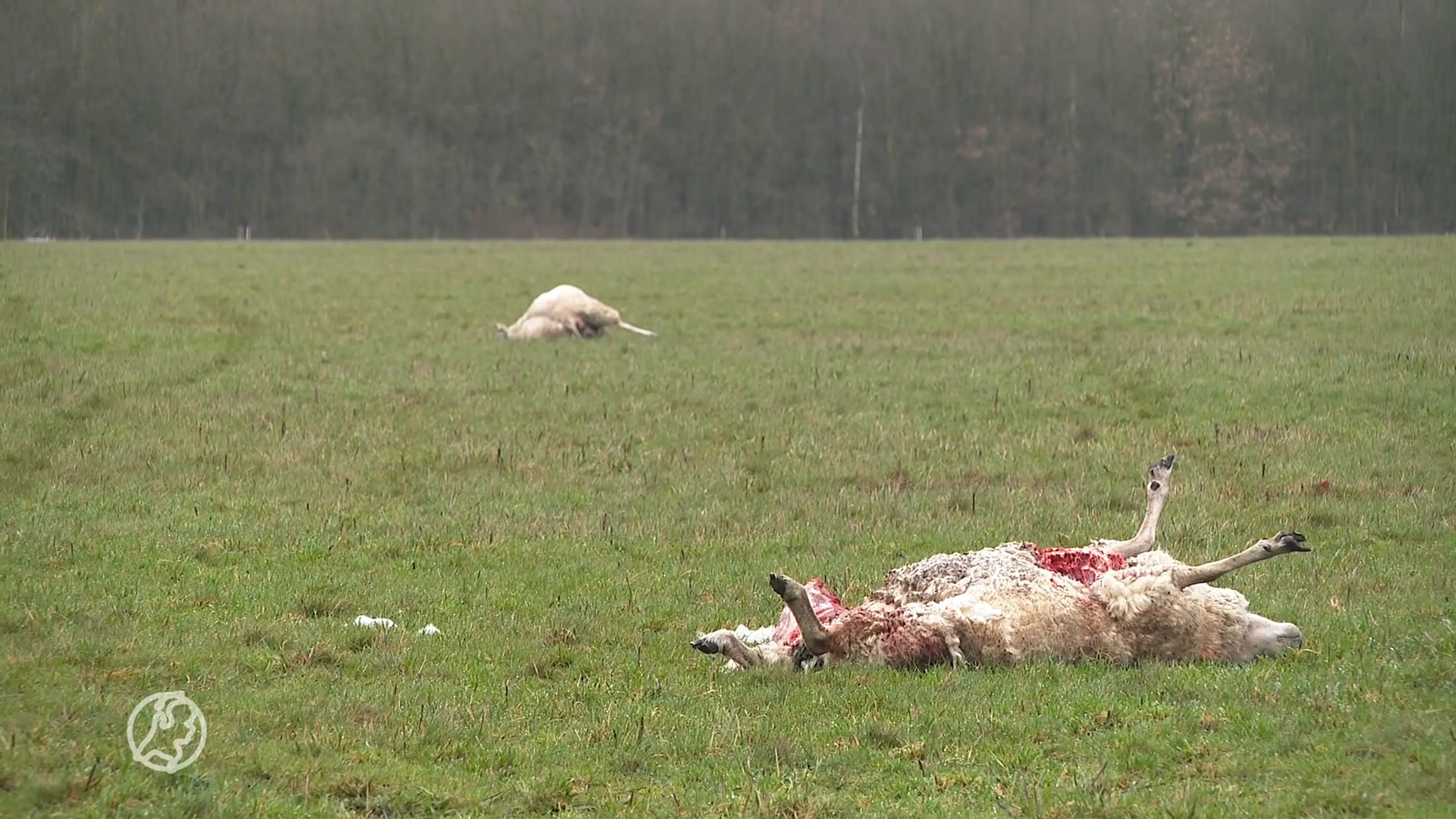 Hoe kwam wolf door afrastering?