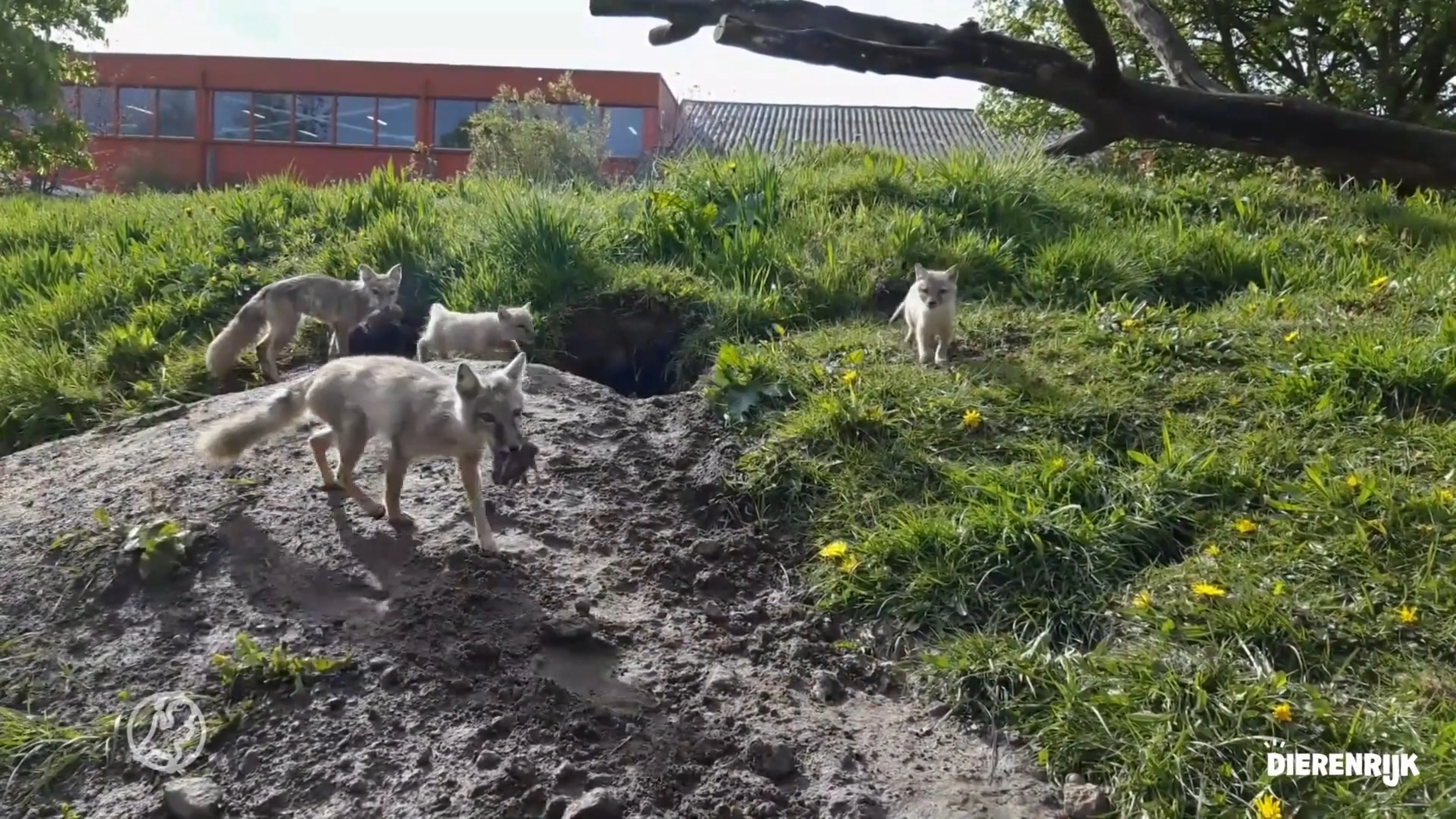 Voor het eerst in bijna tien jaar Steppevosjes geboren in Die...