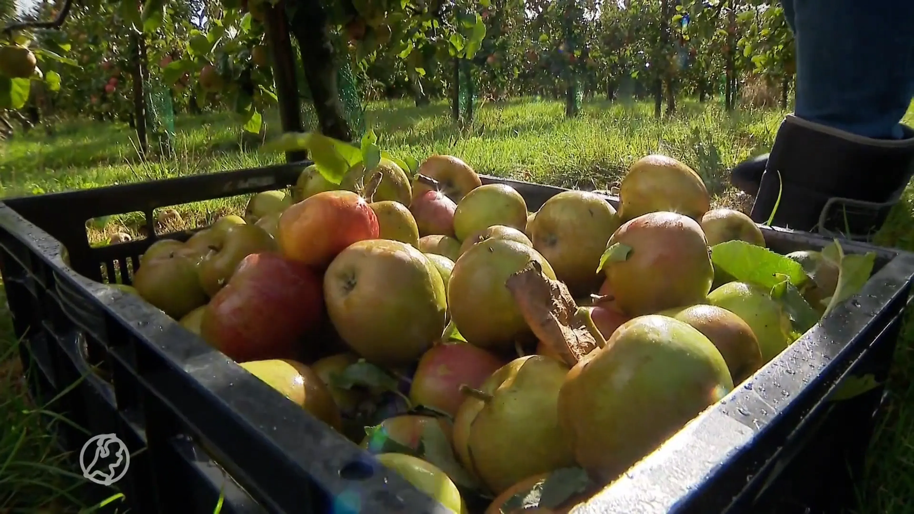 'Afgeschreven' fruit plukken voor de voedselbank: 'Mensen moeten gezond kunnen eten'