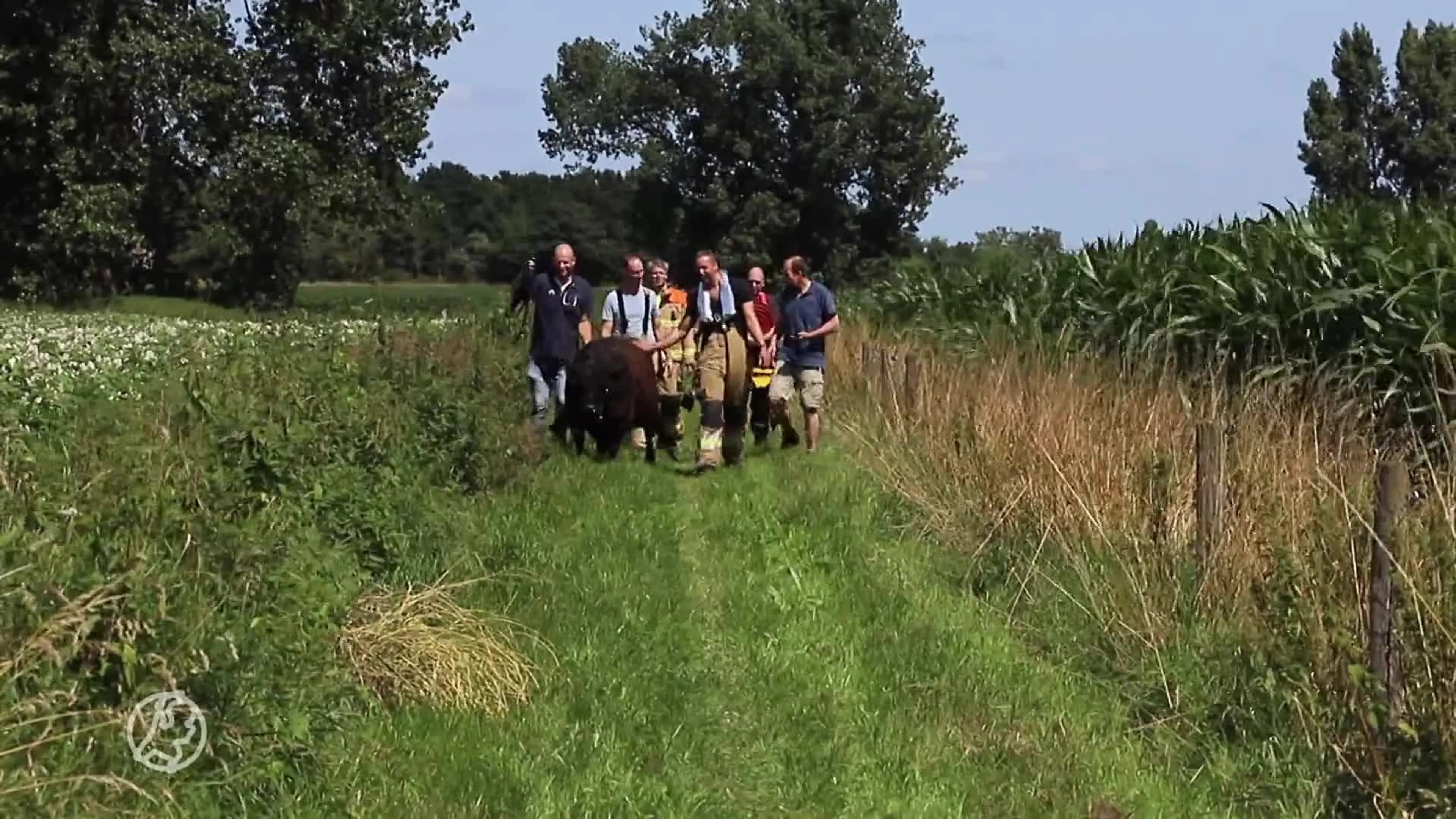 Drijvende koe uit Maas gered, legde 100 kilometer af vanuit Limburg