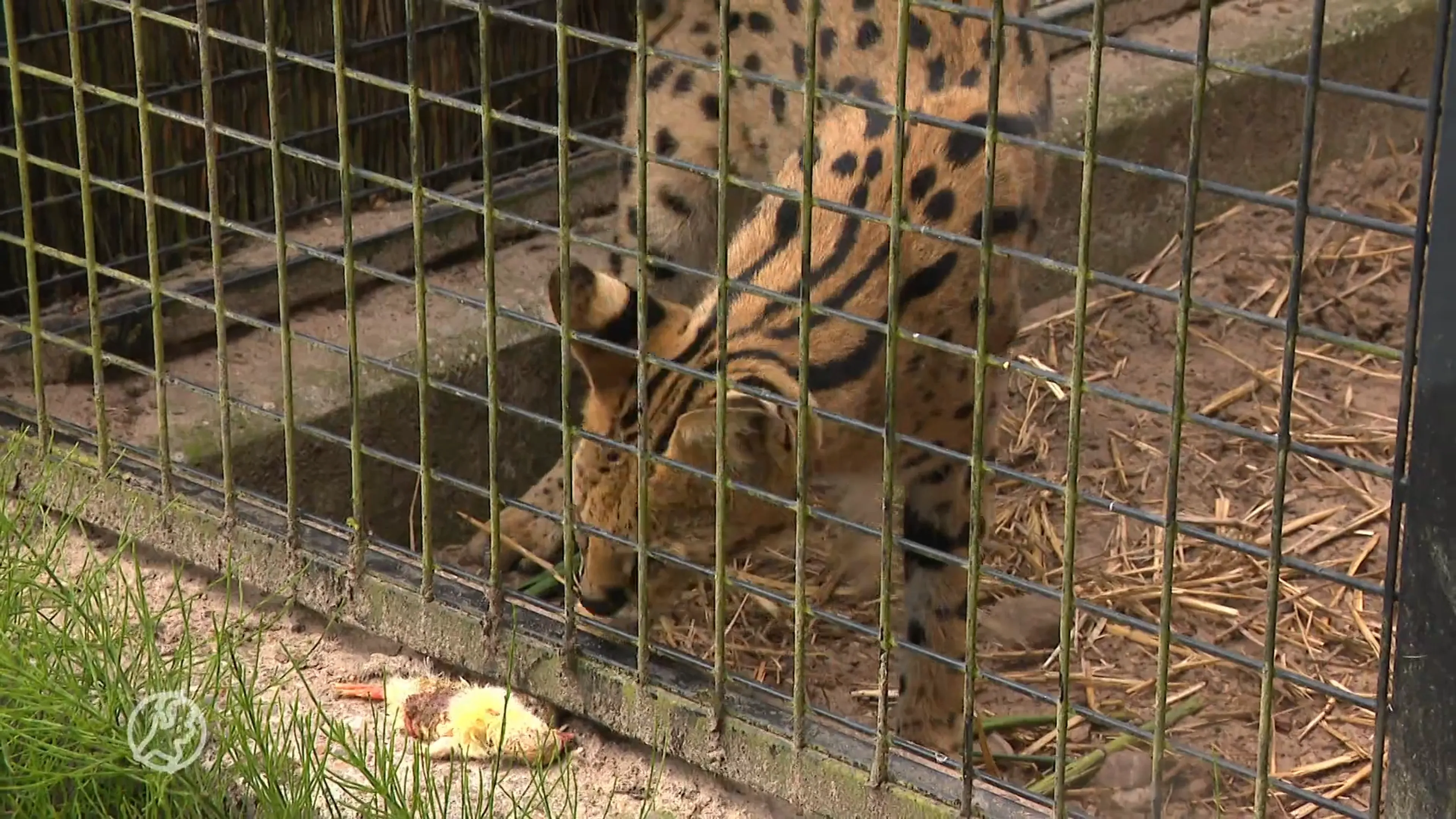 Nieuwe lijst met toegestane huisdieren: egel of serval mag straks niet meer