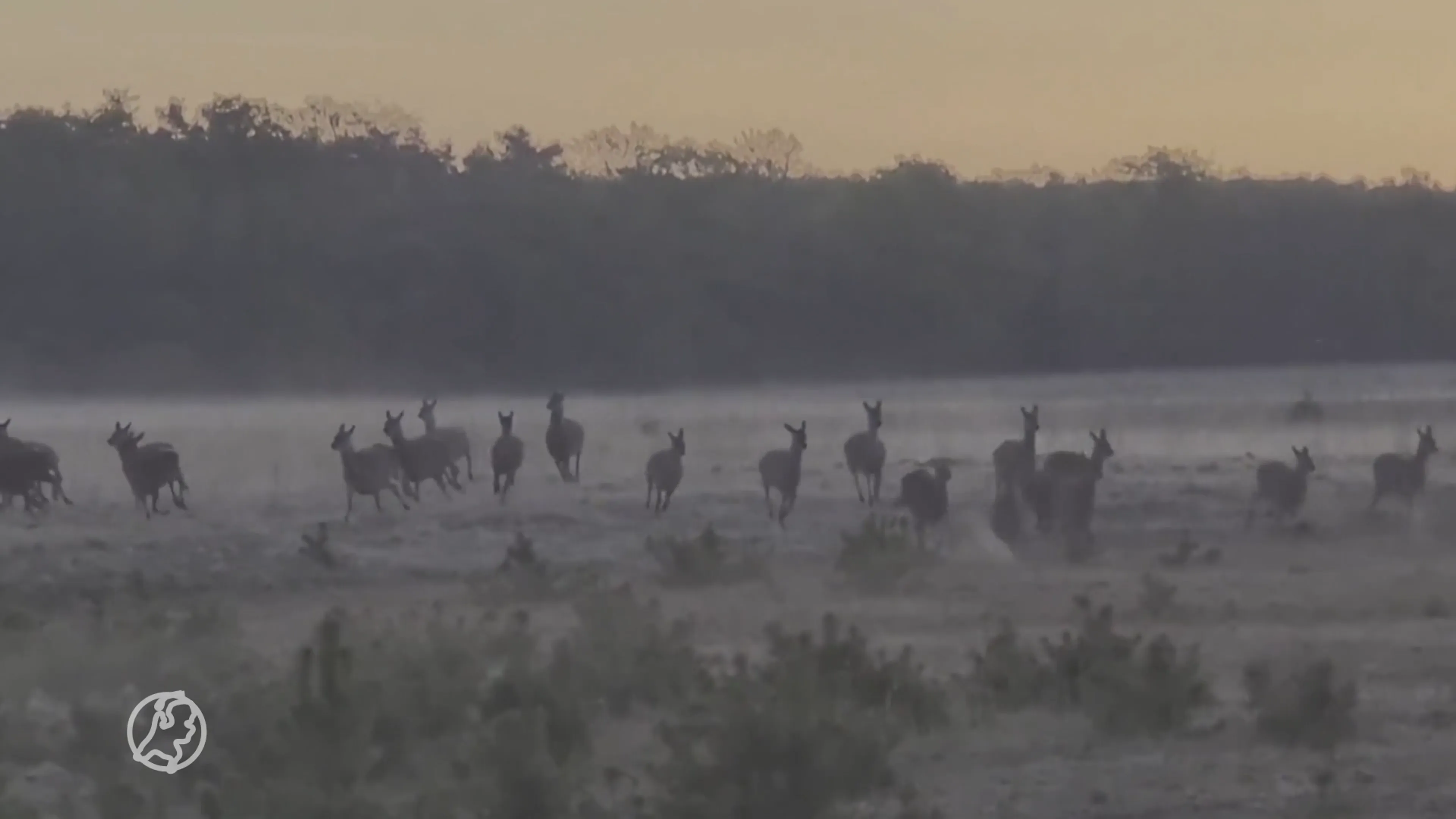 Spectaculaire beelden: wolven jagen op edelherten op de Veluwe