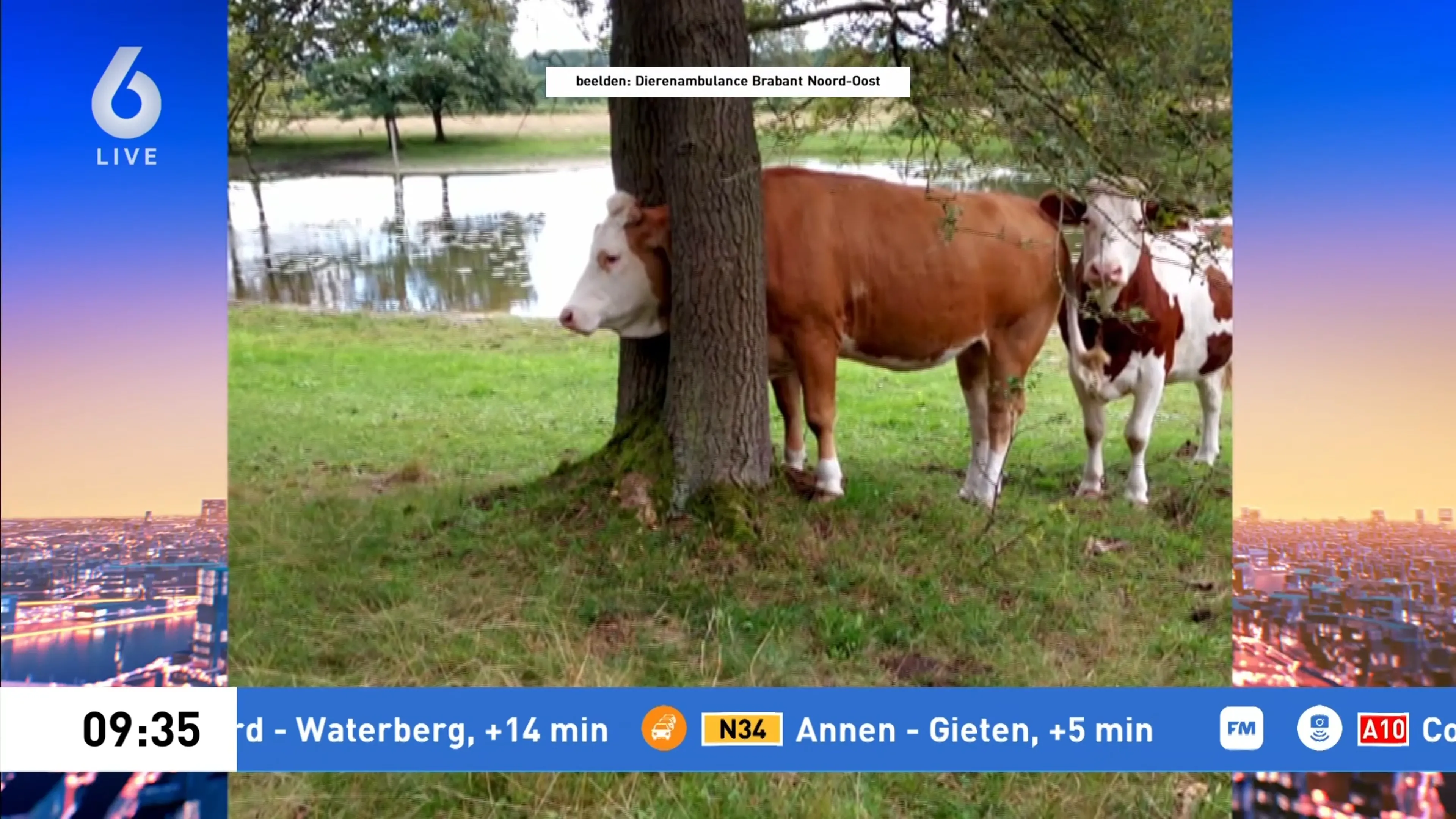 Koe zit met kop muurvast tussen twee bomen, dierenambulance schiet te hulp