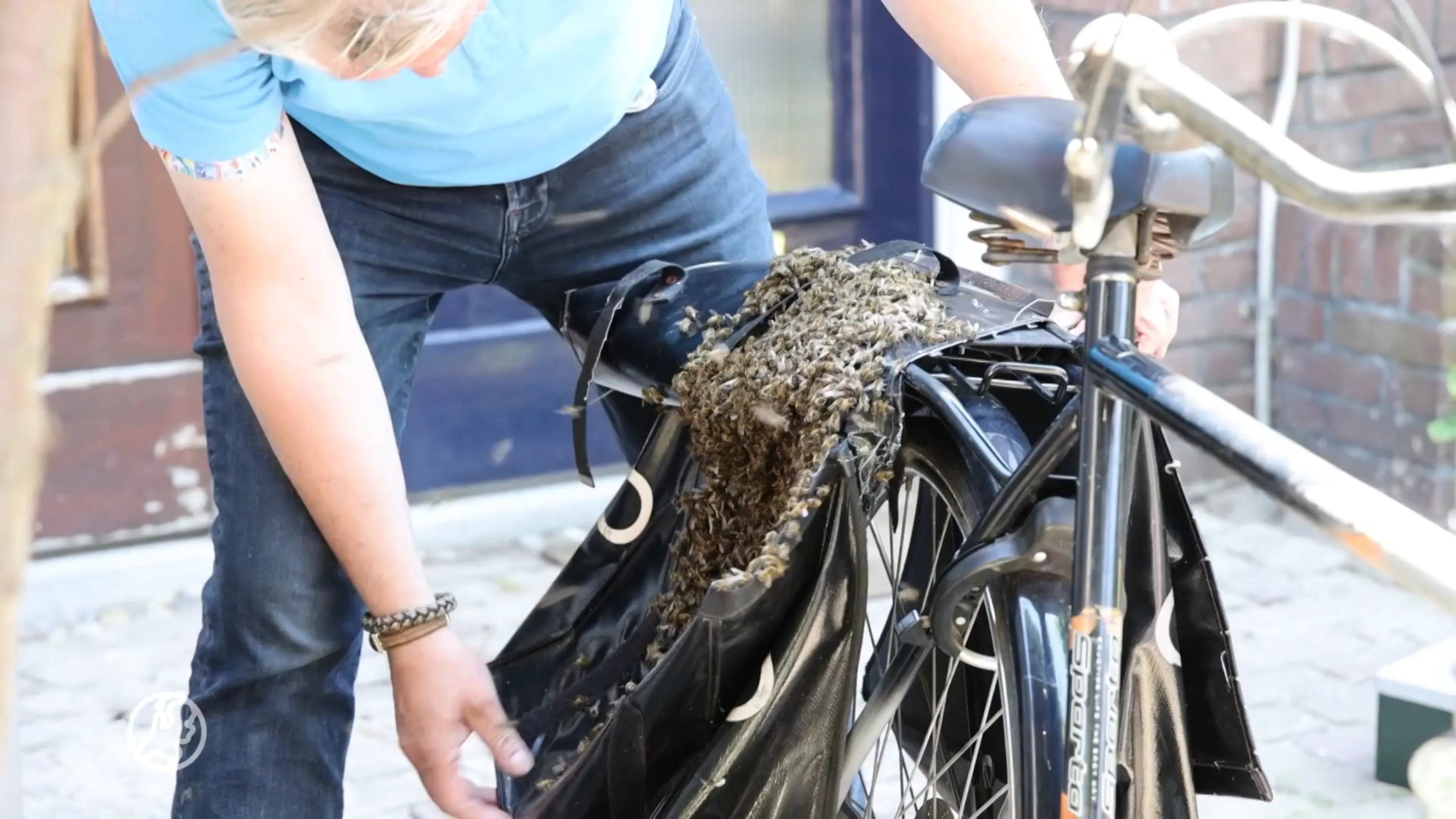 Duizenden bijen nestelen zich in fietstas Haarlem