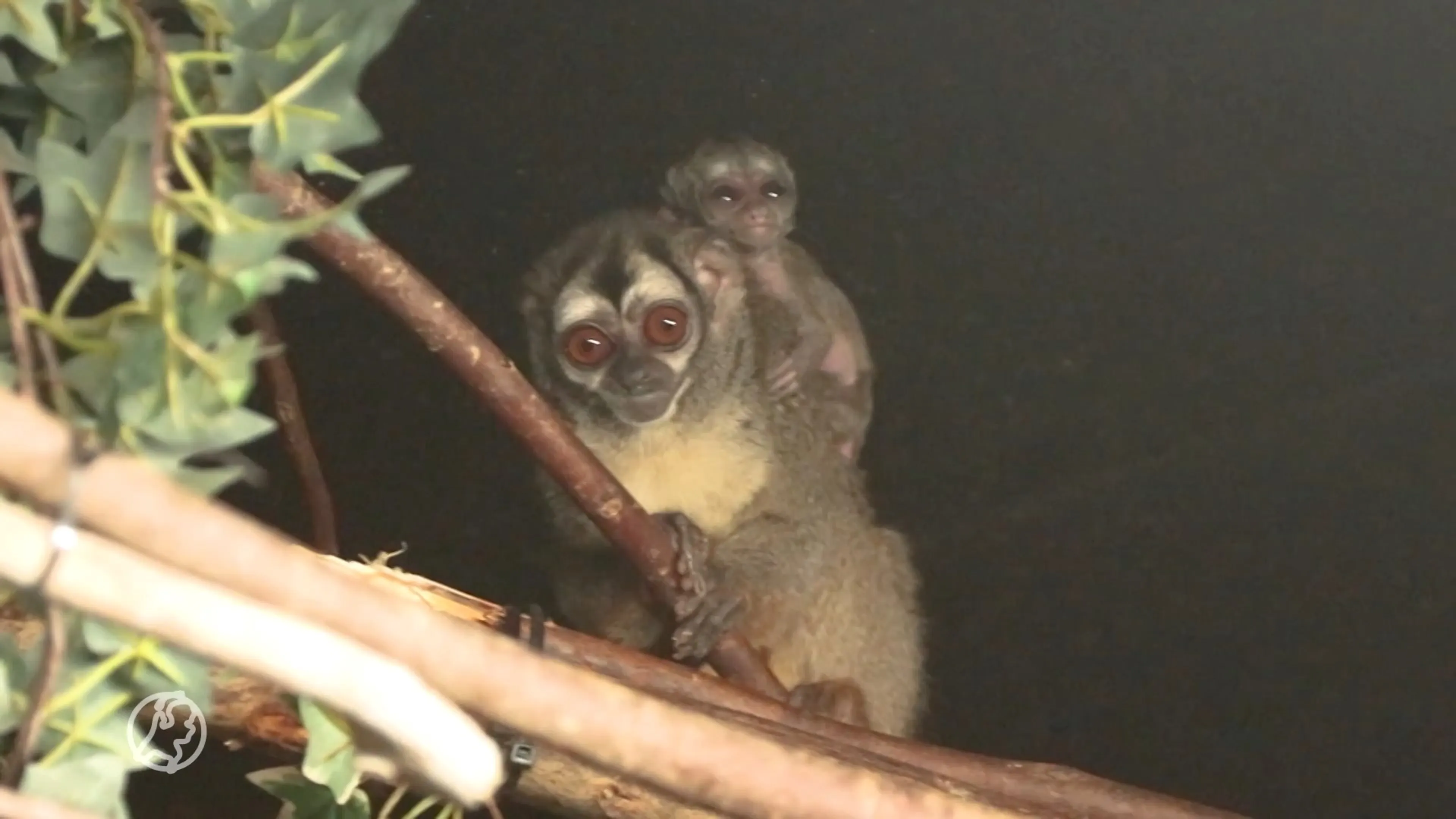 Nieuwe aanwinst voor DierenPark Amersfoort: nachtaapje geboren