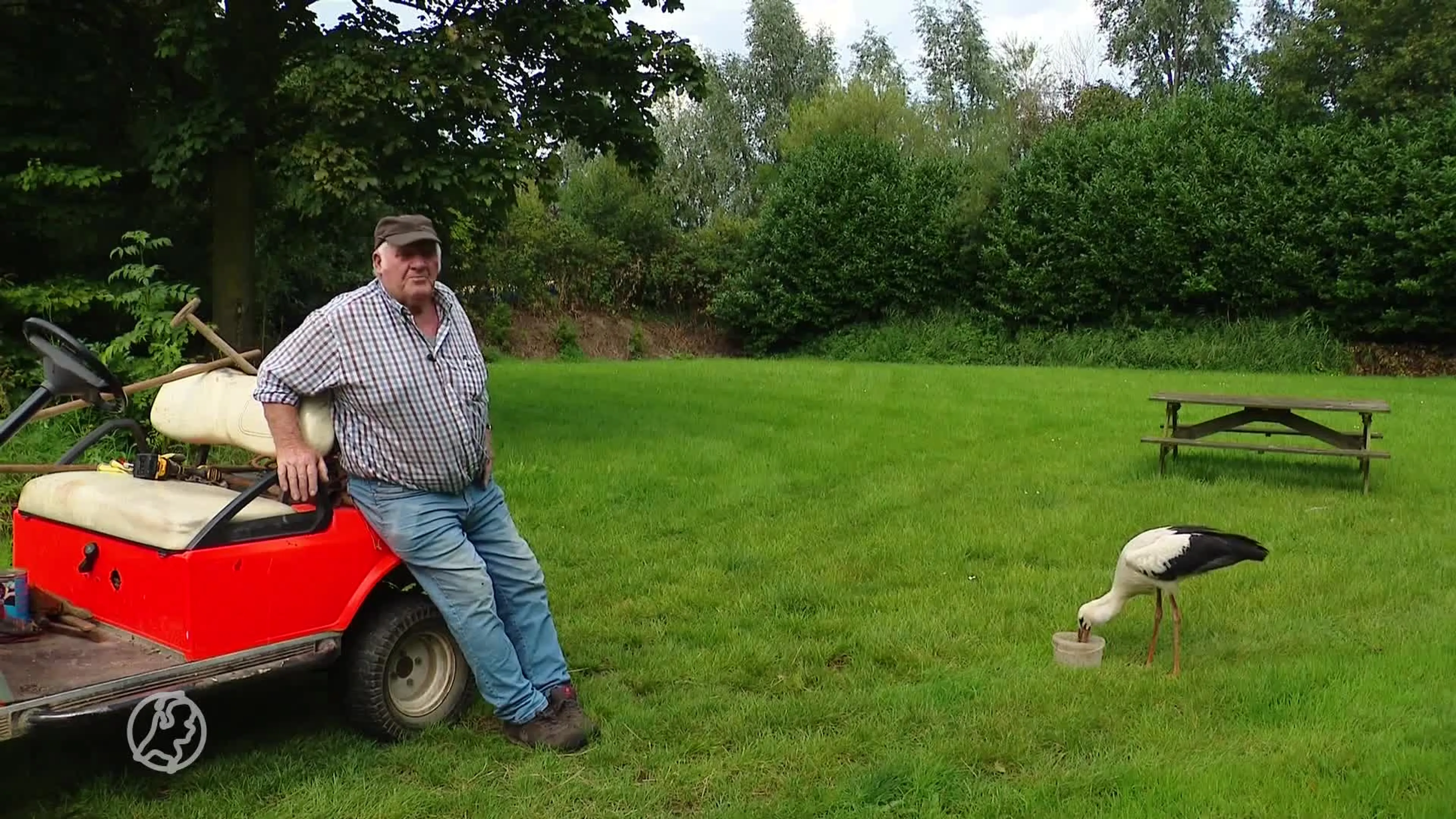 Ton uit Schalkwijk neemt ooievaar onder zijn vleugels na storm Poly