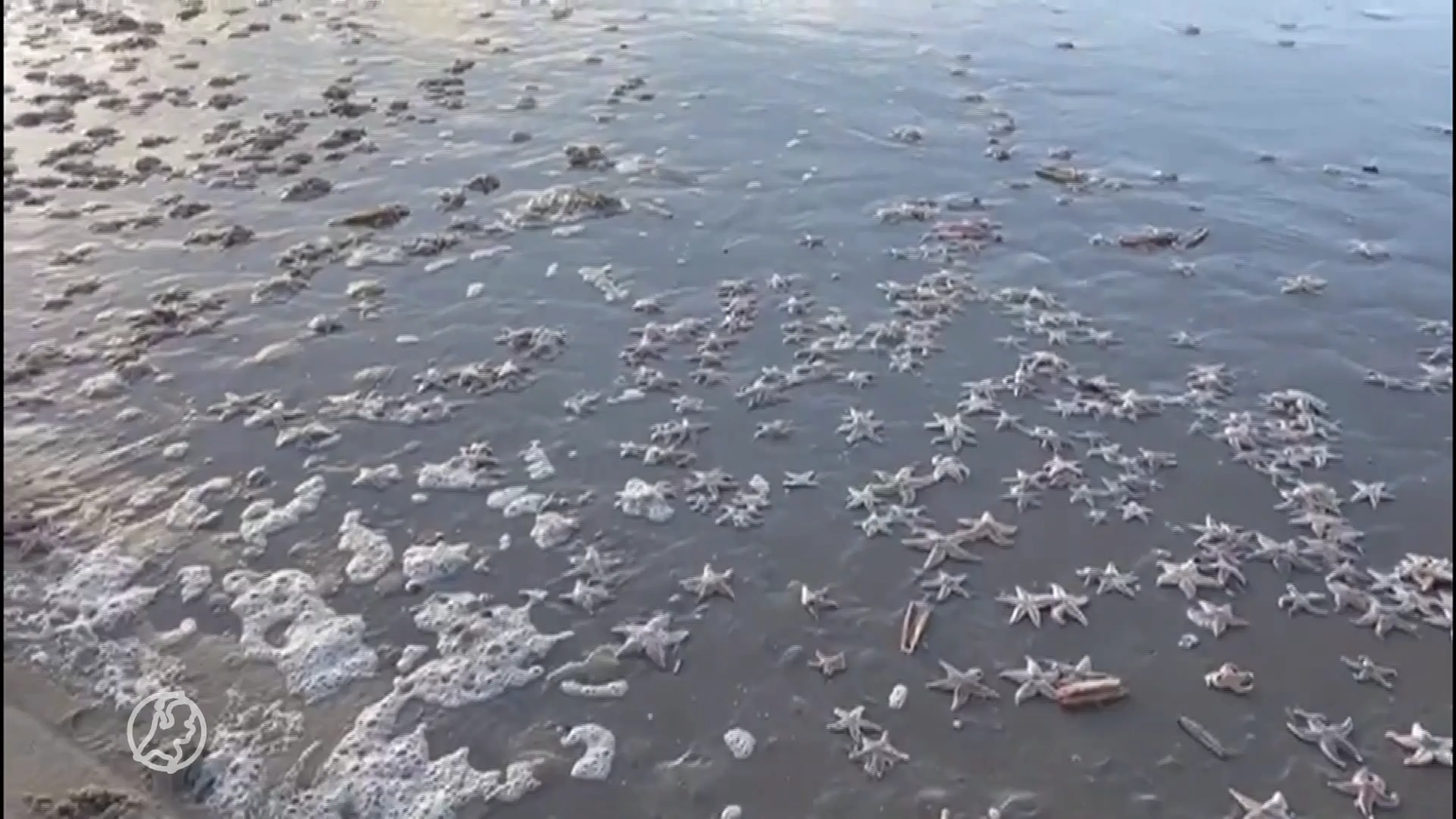 ZIEN: Duizenden zeesterren aangespoeld op strand van Bloemendaal