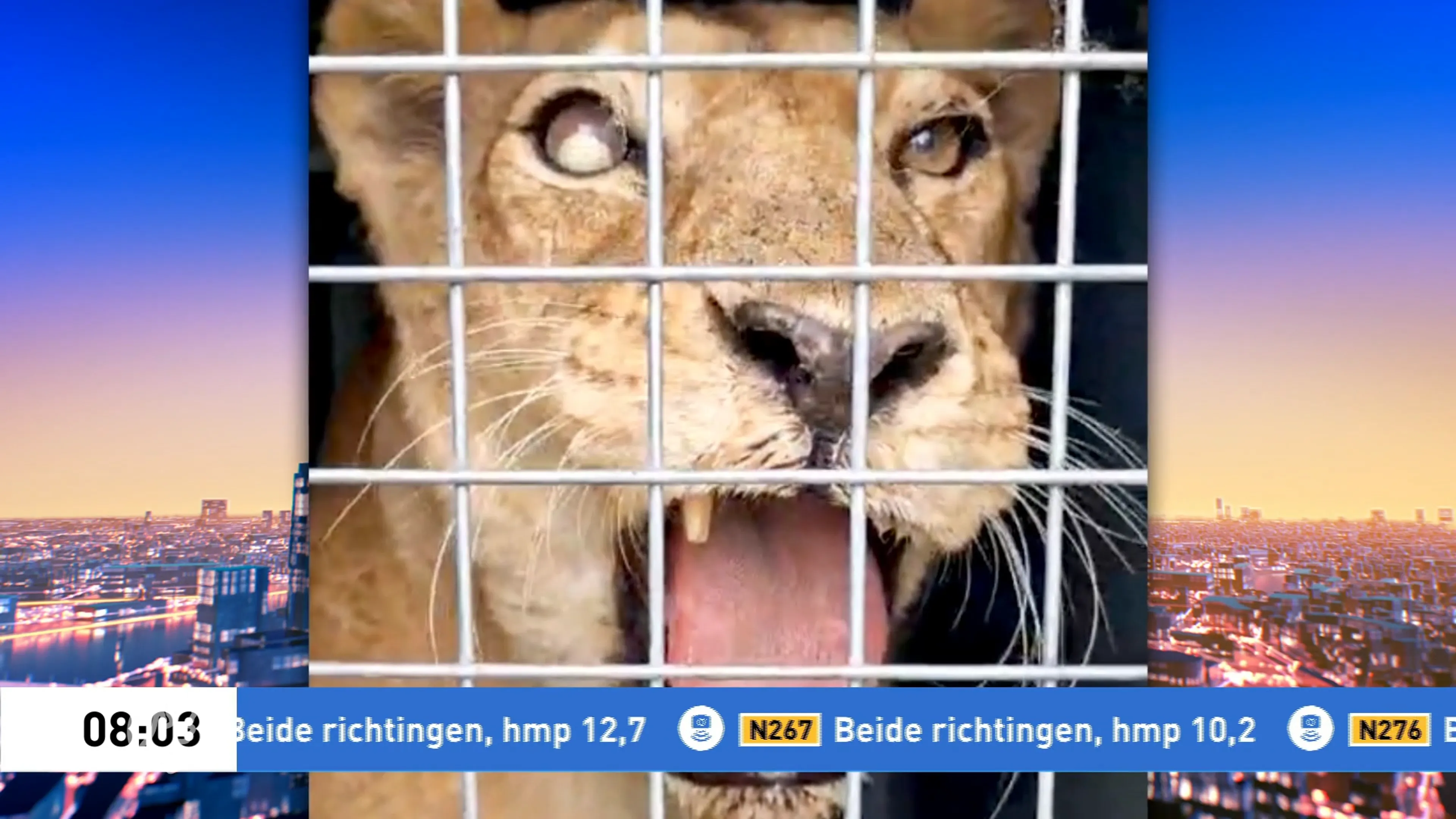 Stichting AAP redt verwaarloosde circusleeuwen uit Frankrijk