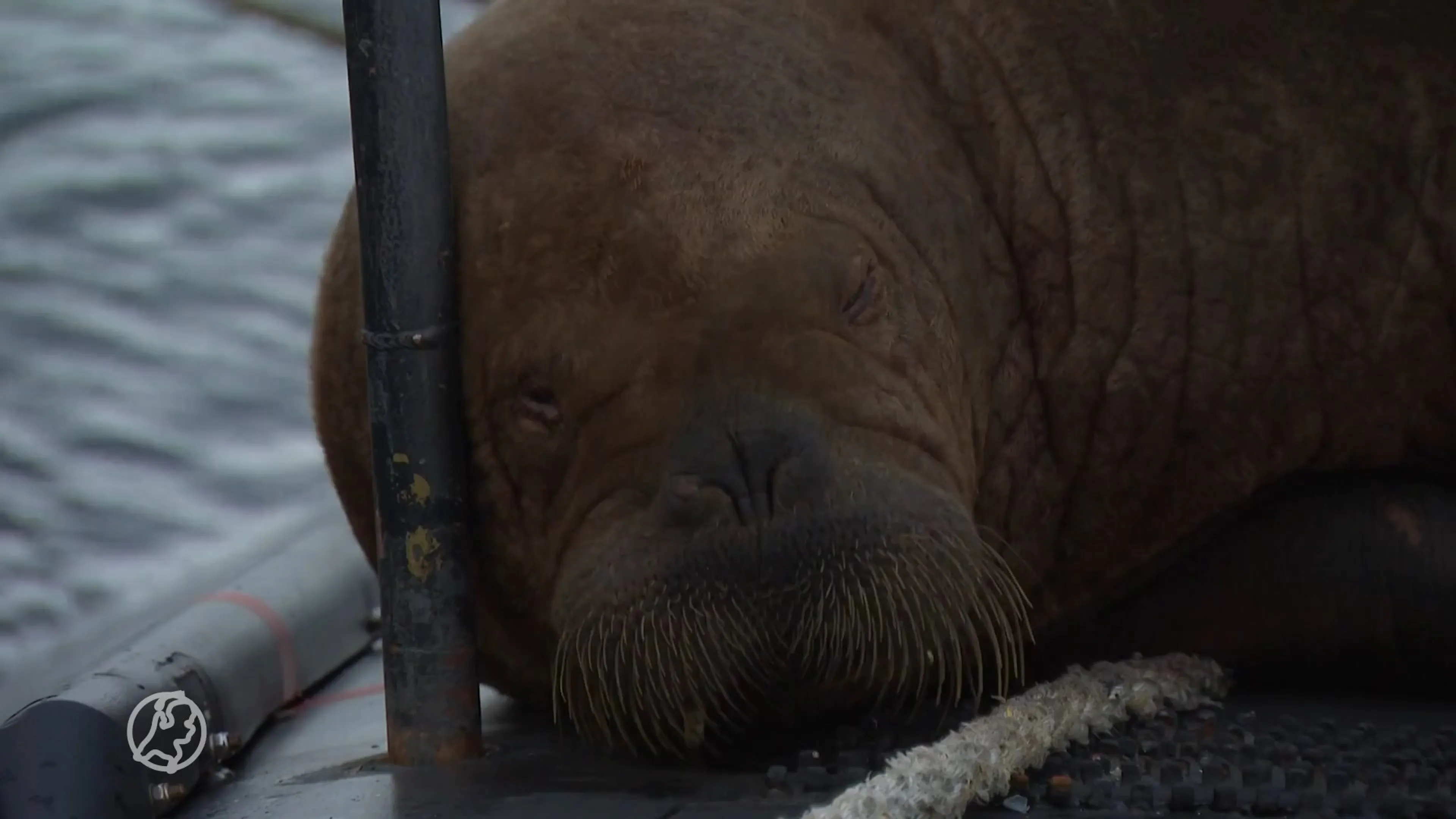 Bijzondere beelden: knuffelwalrus Freya rust uit op onderzeeër