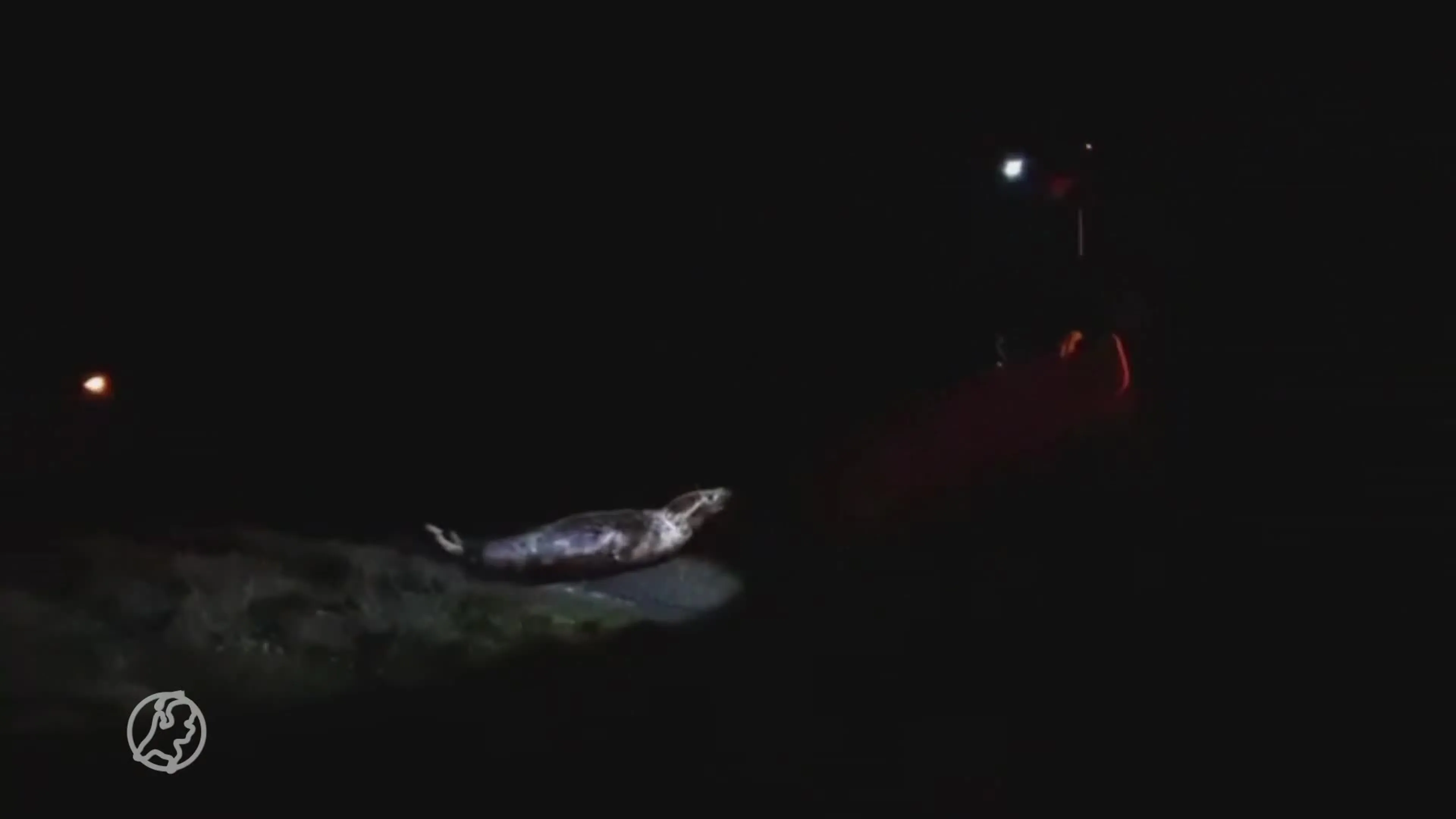 Zeehond gaat uit zijn bolletje tegen politie