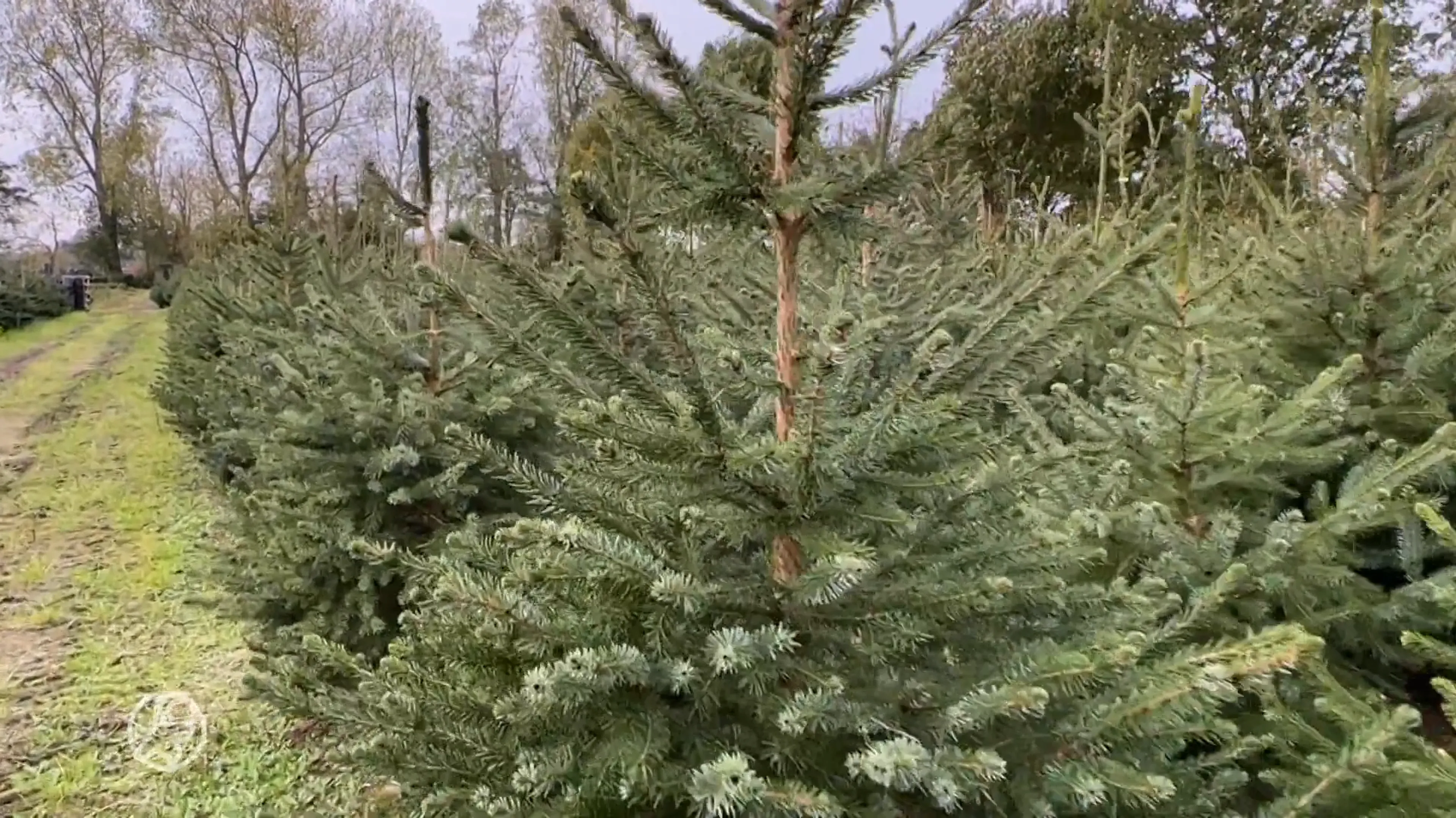 Kerstbomen beloven dit jaar mooi en vol te worden: dit is waarom