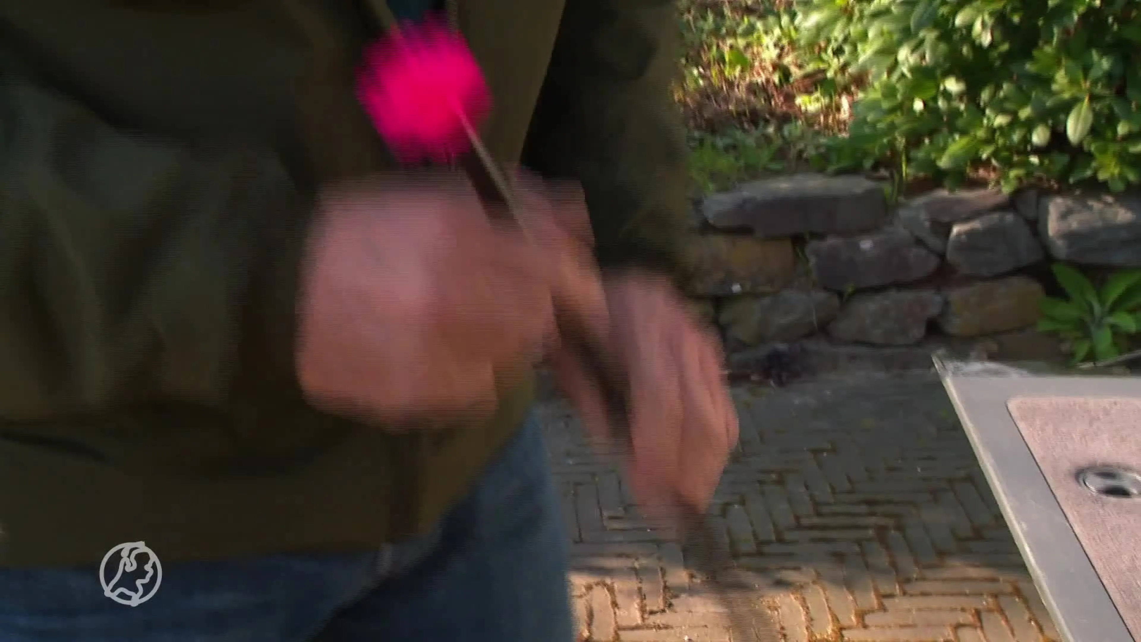 ZIEN: Wolf doet dutje in achtertuin in Doetinchem